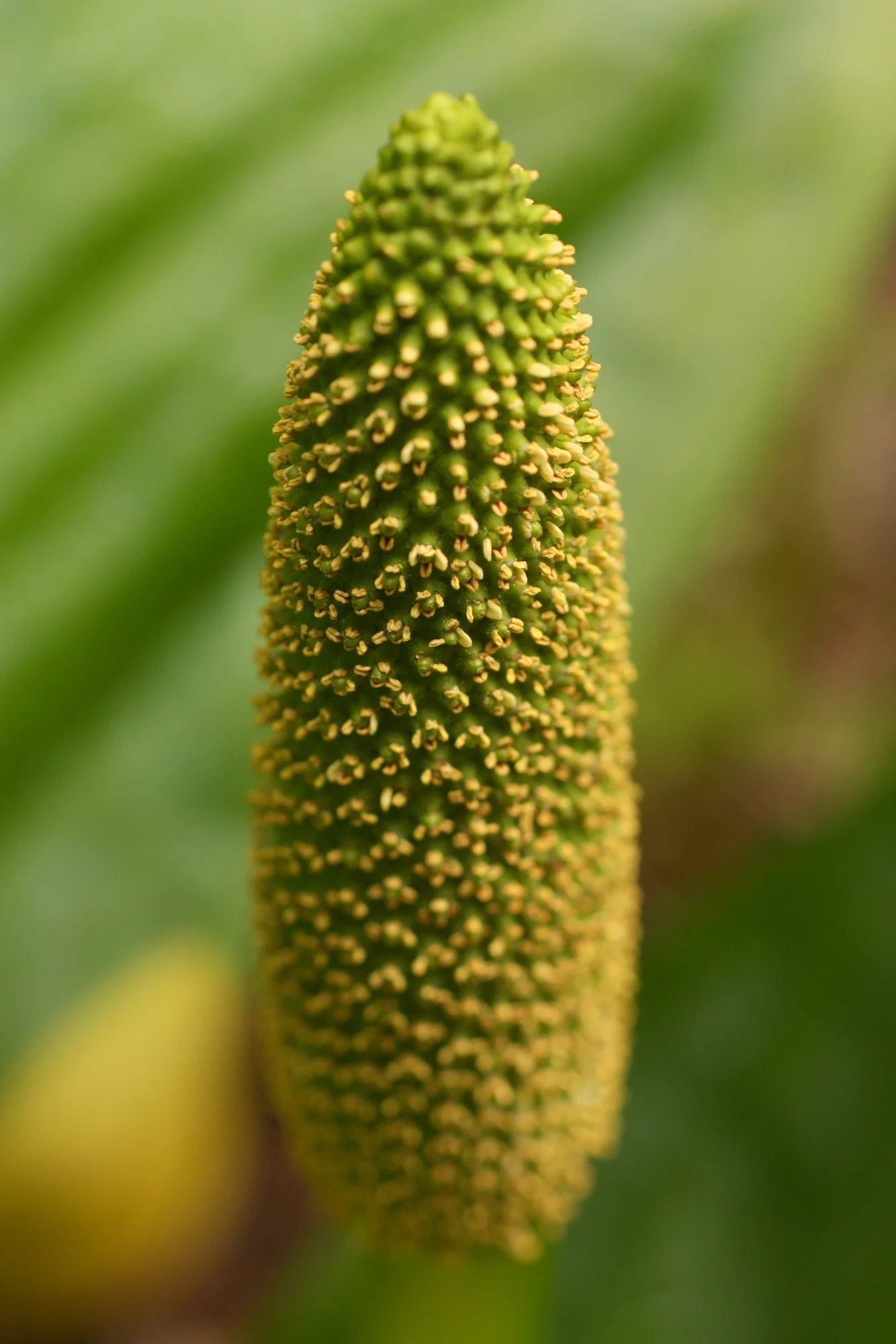  Distracted by not-mosses. This is part of a skunk cabbage. 