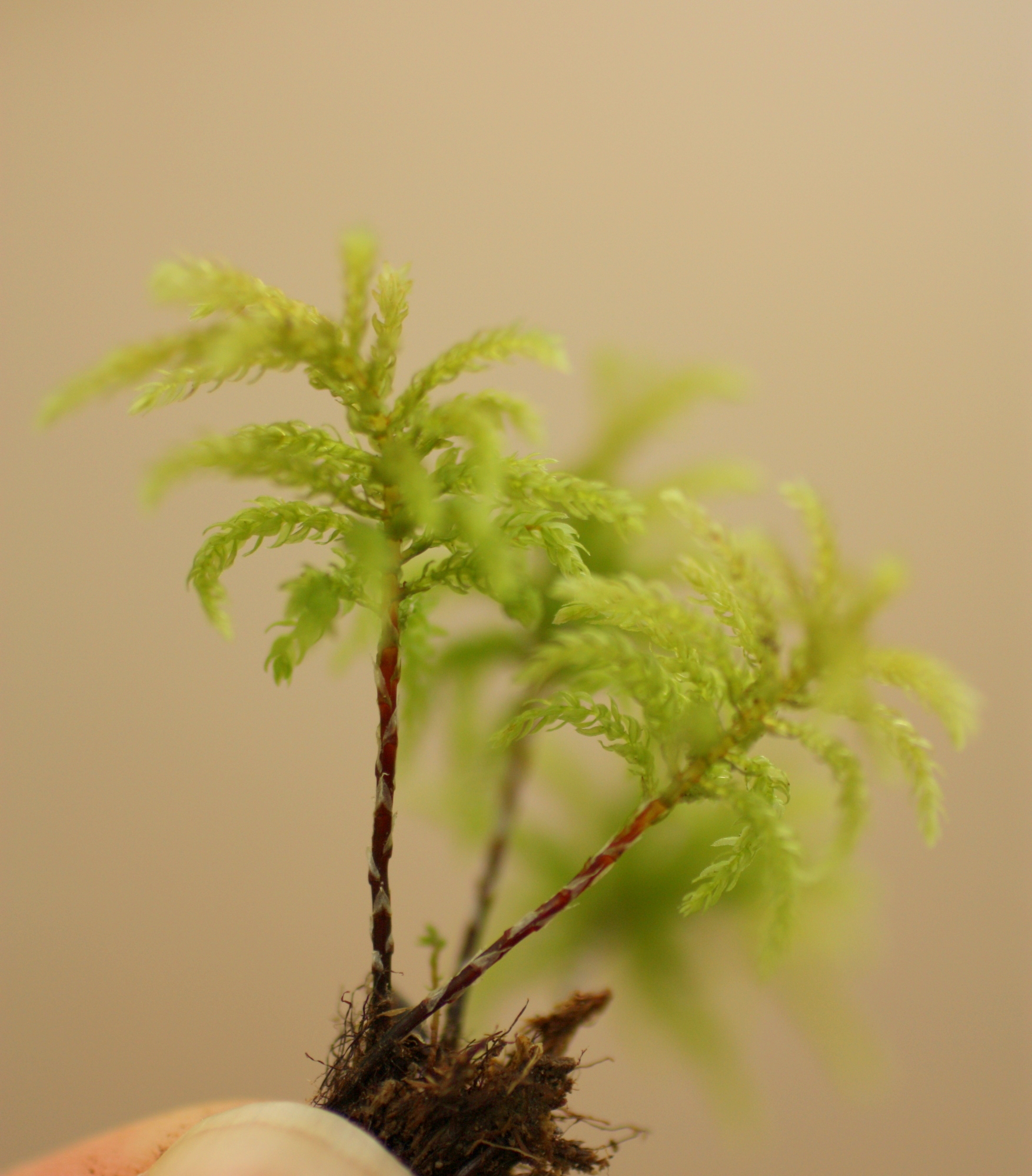  Tree moss, so named for looking like a tree. 