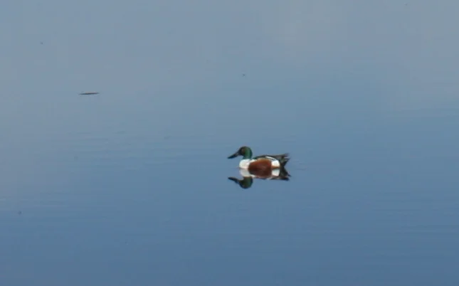  Northern Shoveler 