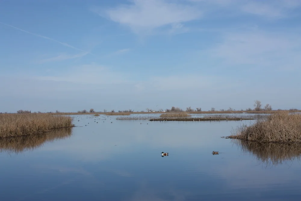  I had just planned to stop at the Refuge during my long drive to stretch my legs. But it was so chock-a-block with activity I wound up staying long enough to see a gazillion birds and take many awful photographs. 