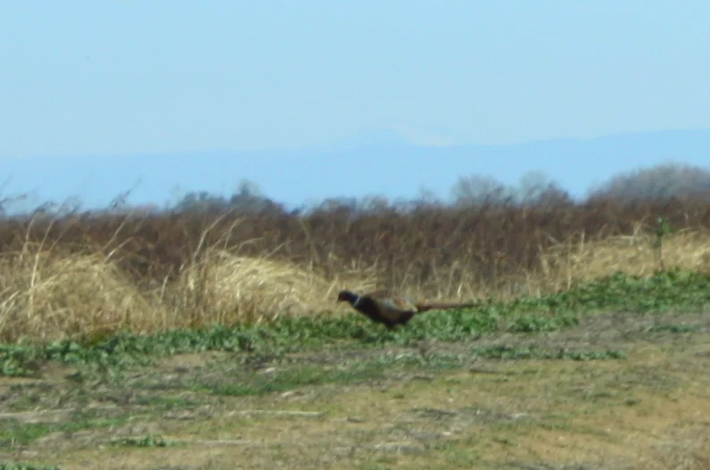  Blurry ring-necked pheasant 