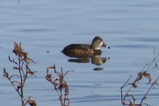  Lady Ring-necked Duck 