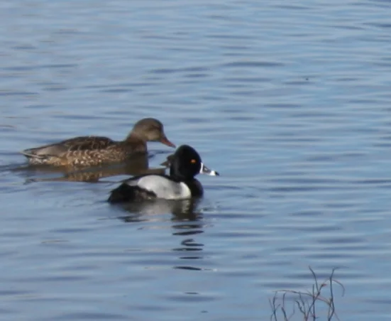  Fella Ring-necked Duck & I think a female Gadwall. 