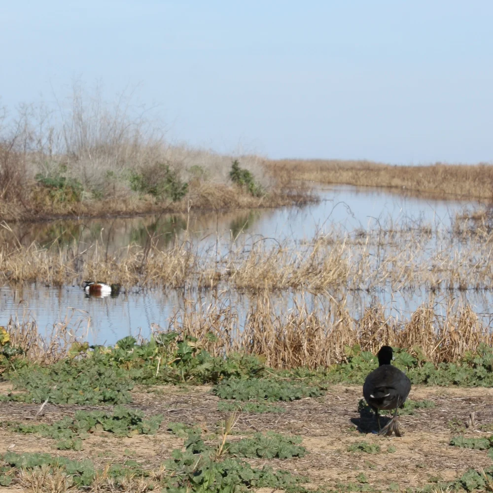  American coot backside. Shoveler in background. Lots of coots at the refuge. They were the easiest birds to get close to, unlike the skittish ones around Seattle. 