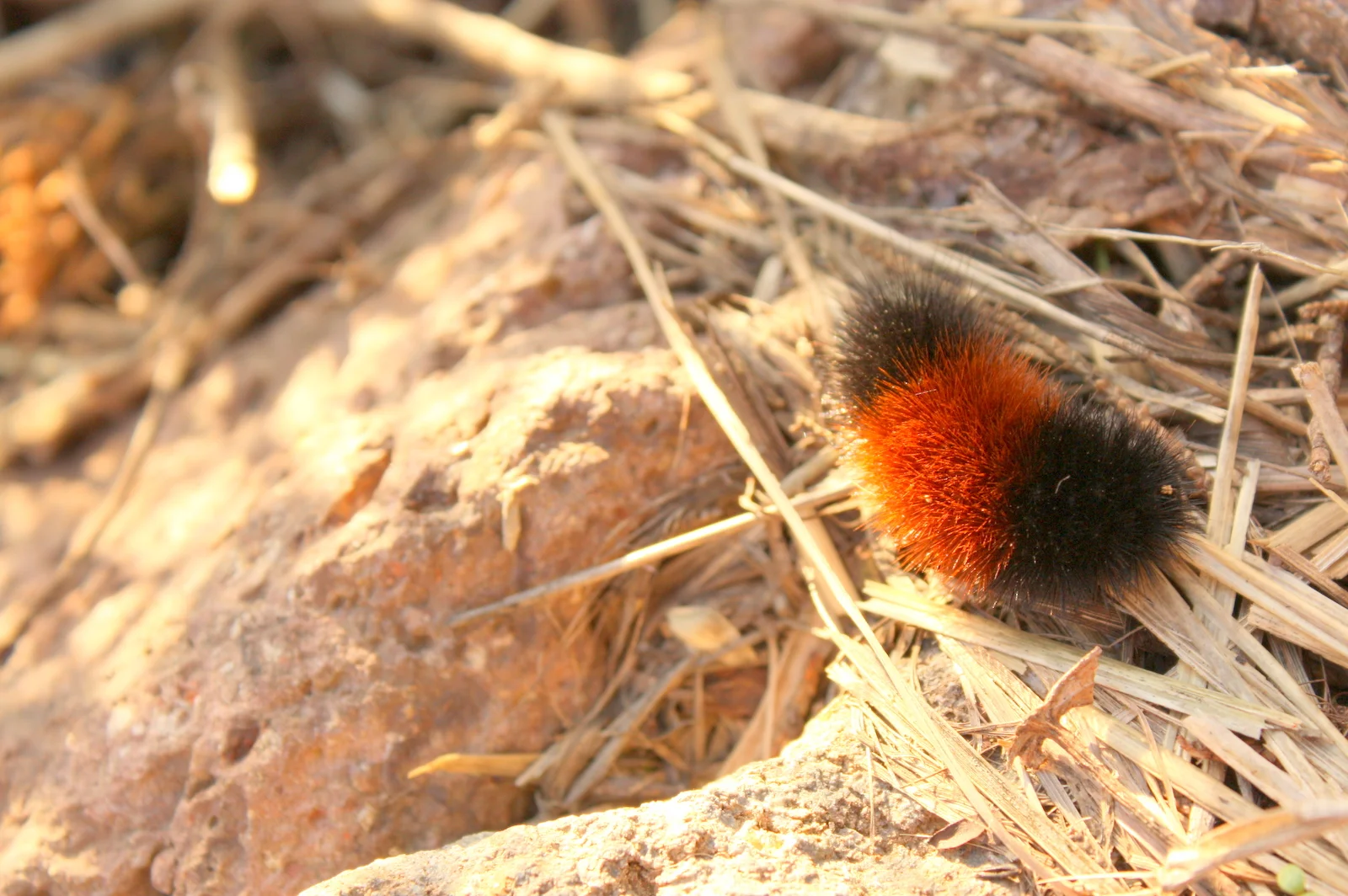  "‎Why don't you enjoy, you know, your difficulty?  [Laughs.] That is, I think, our practice." - Suzuki Roshi 