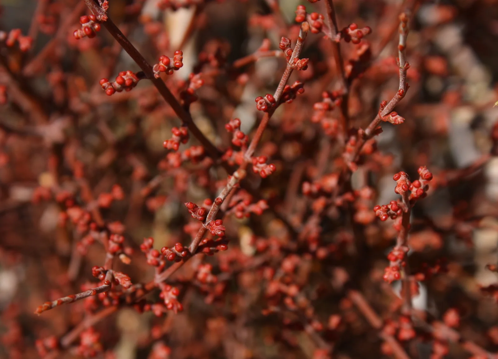  A lot of the other trees in the area had also been damaged, those by the parasitic desert miseltoe. In general, this was not the cheeriest of stops, but it was brief and at least I can say I saw it. 