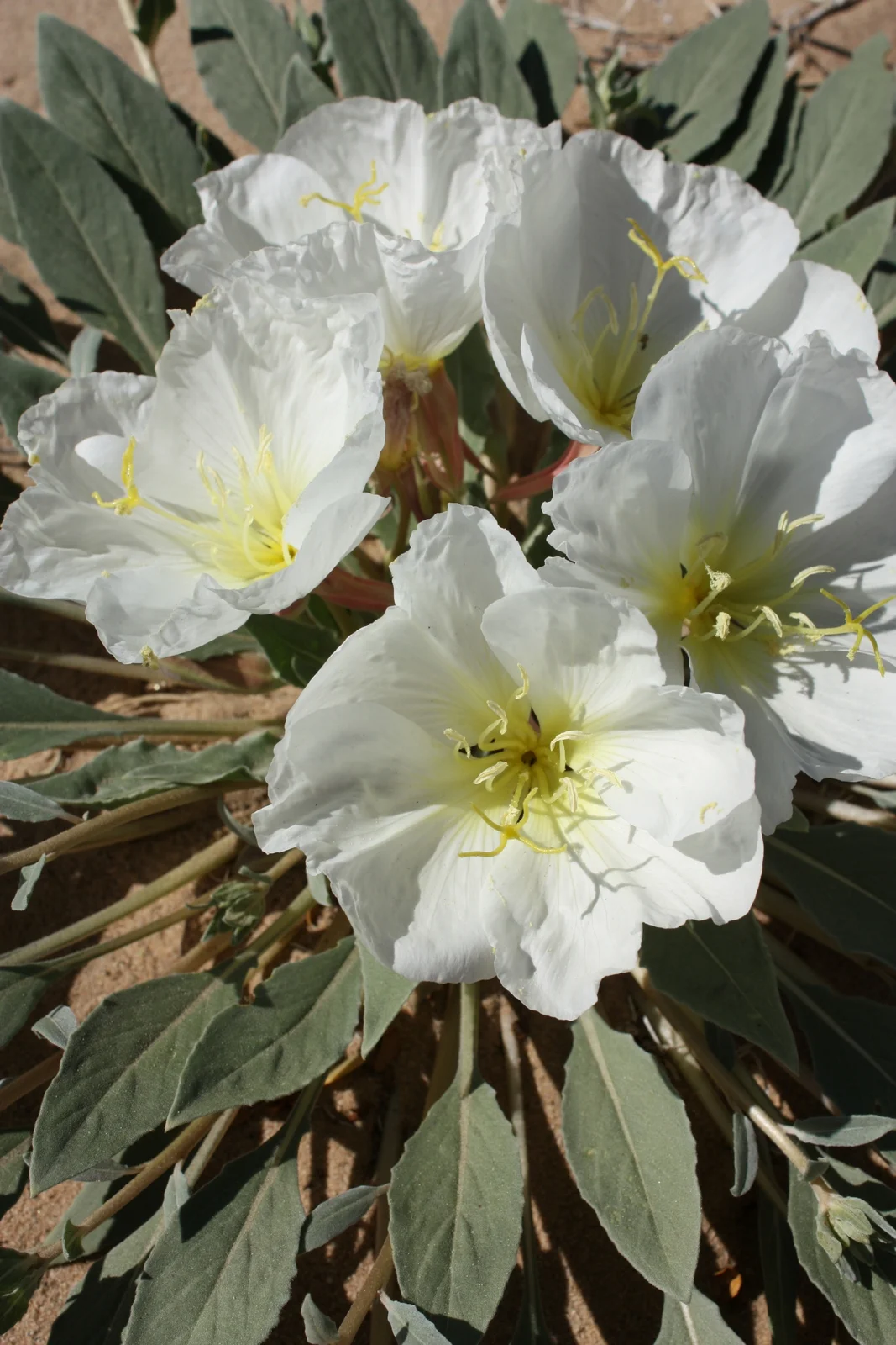  Just hanging out in the middle of nowhere, being flashy. I wrenched my bum knee out of joint scrambling over the sand to get photos but it was worth it I tell you. 