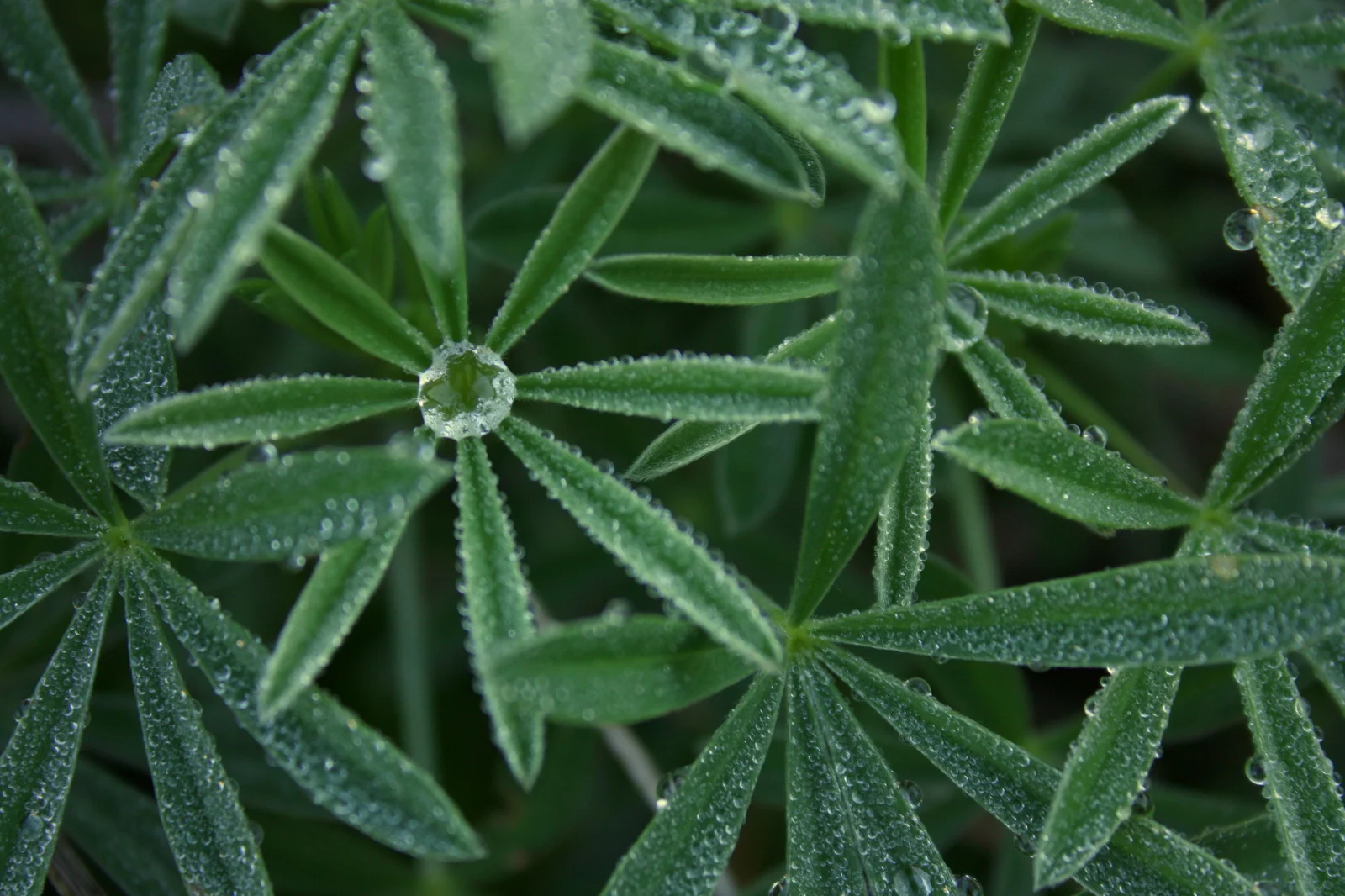  Brief mini-hike on the Green Gulch Trail. 