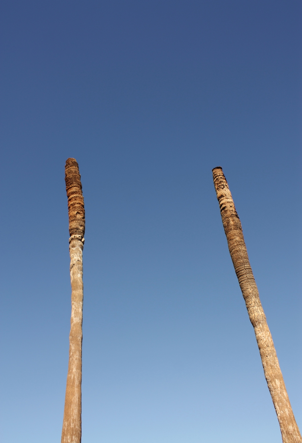  Unfortunately, the palm oases around this part of the country have been negatively impacted by changes in the water table. In fact, even this historic oasis has to be maintained by irrigation. And it's still not looking so hot. 