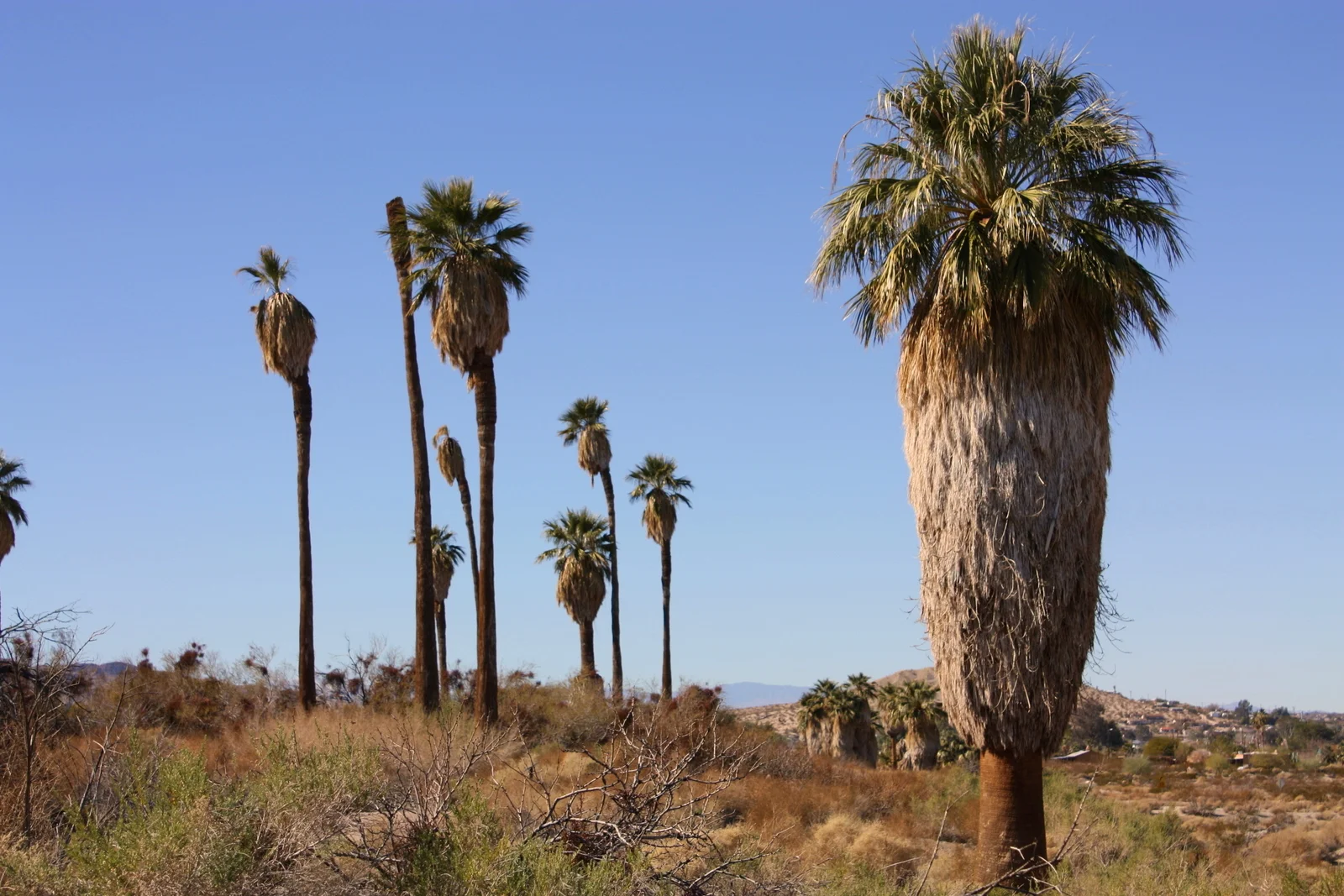  First stop was the Oasis of Mara at the Joshua Tree Nat'l Monument. I wanted to stop there because I'd just read "Gathering the Desert" by Gary Nabhan, and he writes about how native folks in the area used palm trees in the same completist way the m