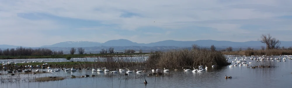  The area is in the midst of a snow goose migration. I really wish I could have gotten a good photo showing HOW MANY geese there were, but you will have to take my word for it: a LOT. Several of the ponds were just covered with thousands of honking s