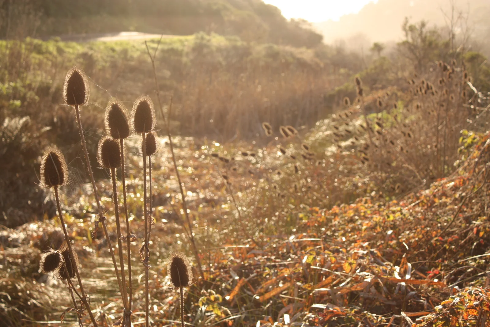  Selected mainly because the trail goes past the farmland of the San Francisco Zen Center, the center of Shunryu Suzuki whose writing I like a lot. 