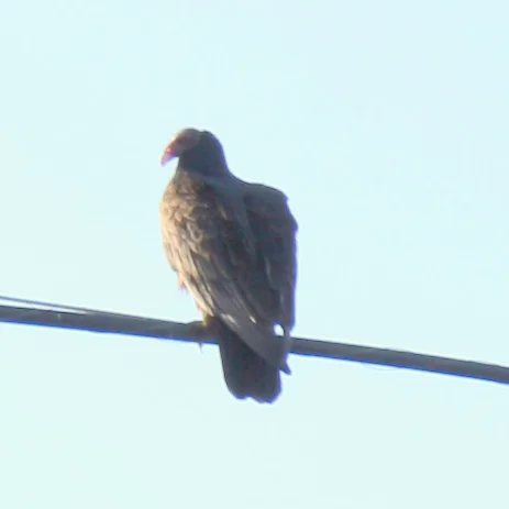  Turkey Vulture - spotted in Napa. This turned out to be the only photo I took in Napa, but honestly this season is not the wine country's prettiest anyway. 