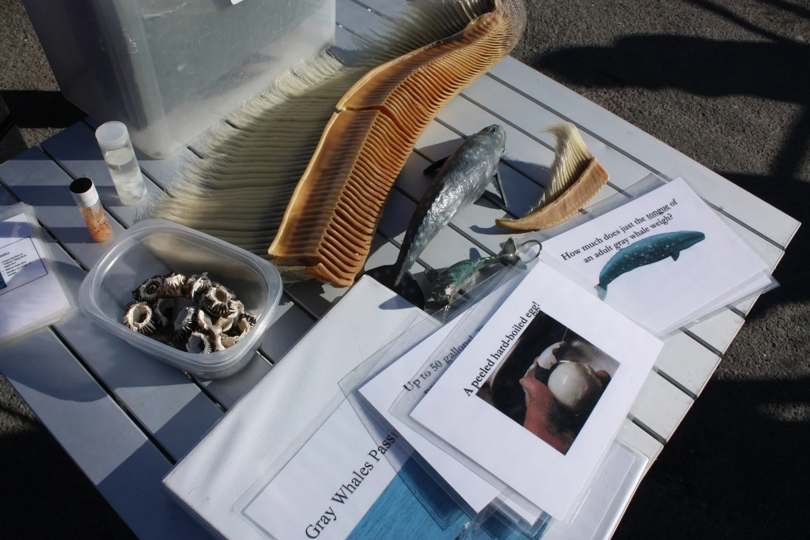  The rangers' whale accessories. 