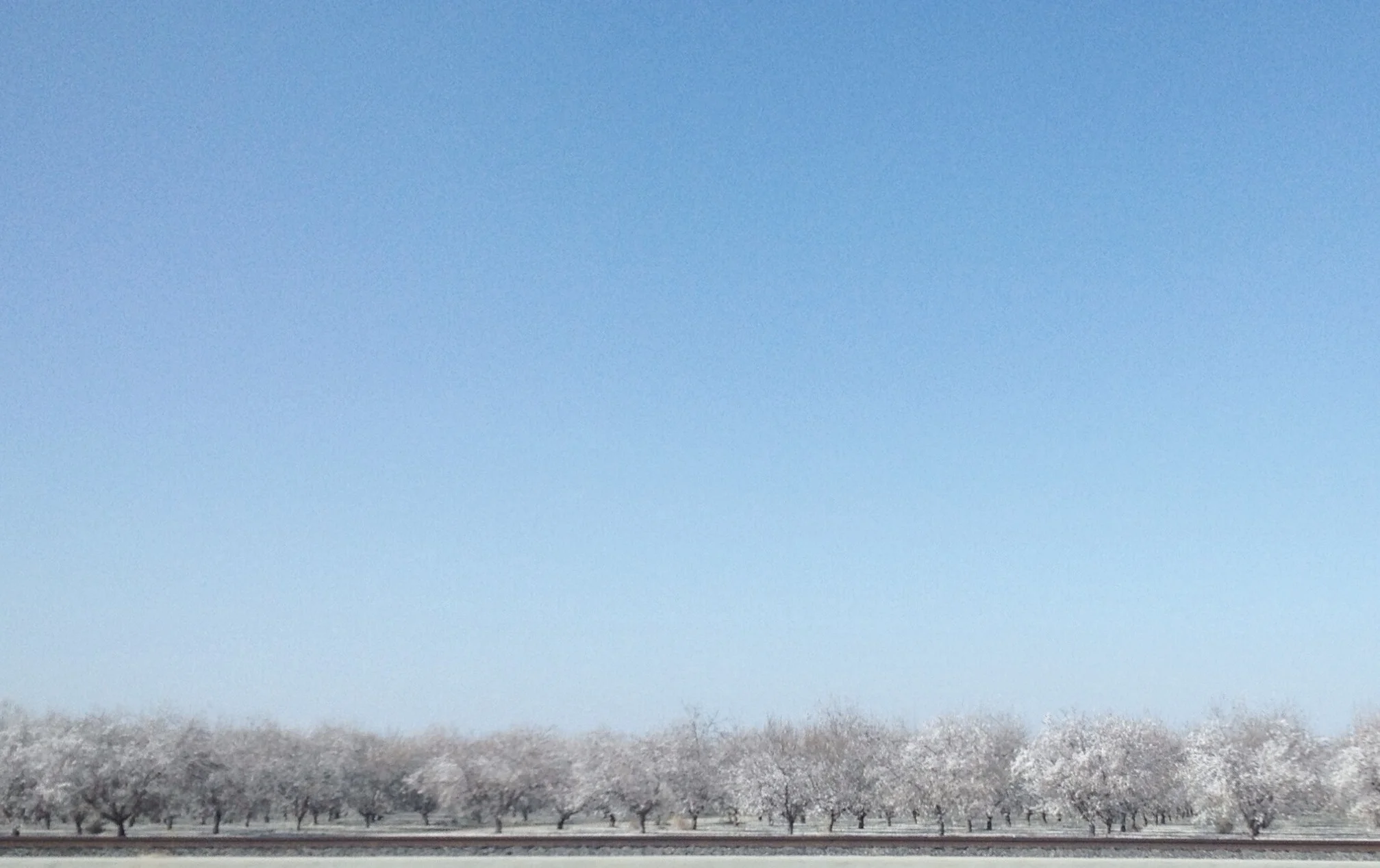  Almond fields 