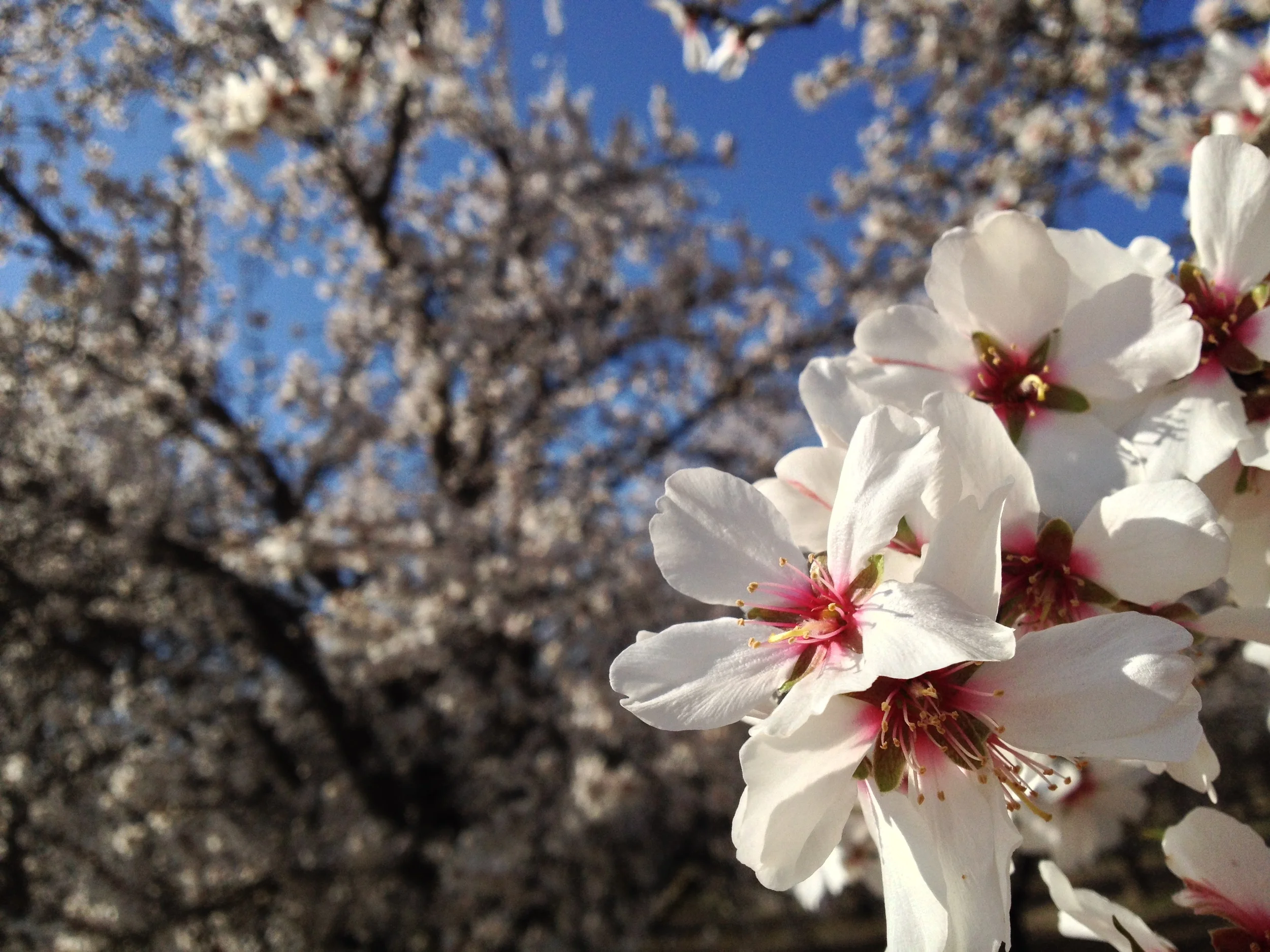  Almond blossoms 
