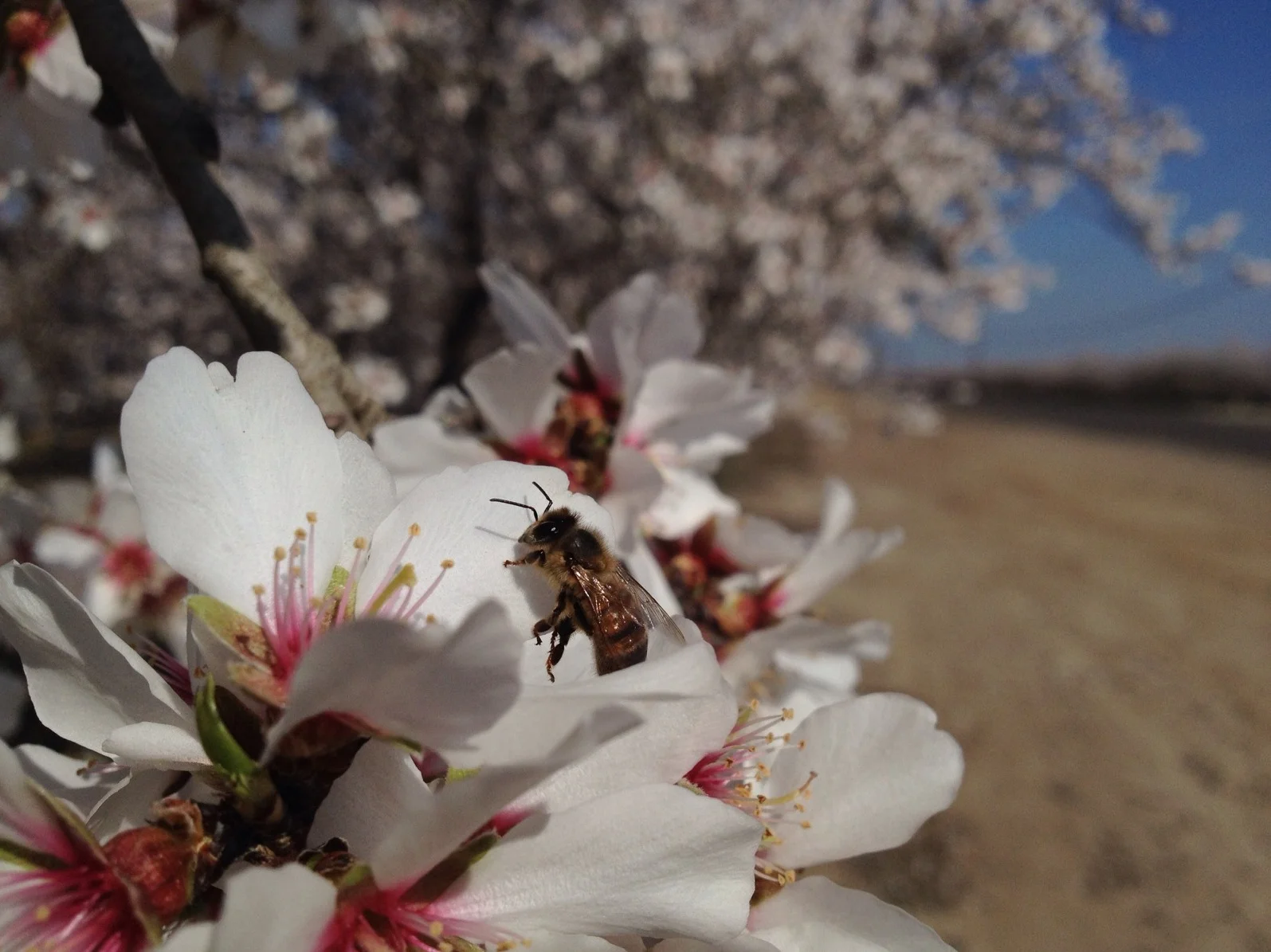 Almond blossom and bee.JPG
