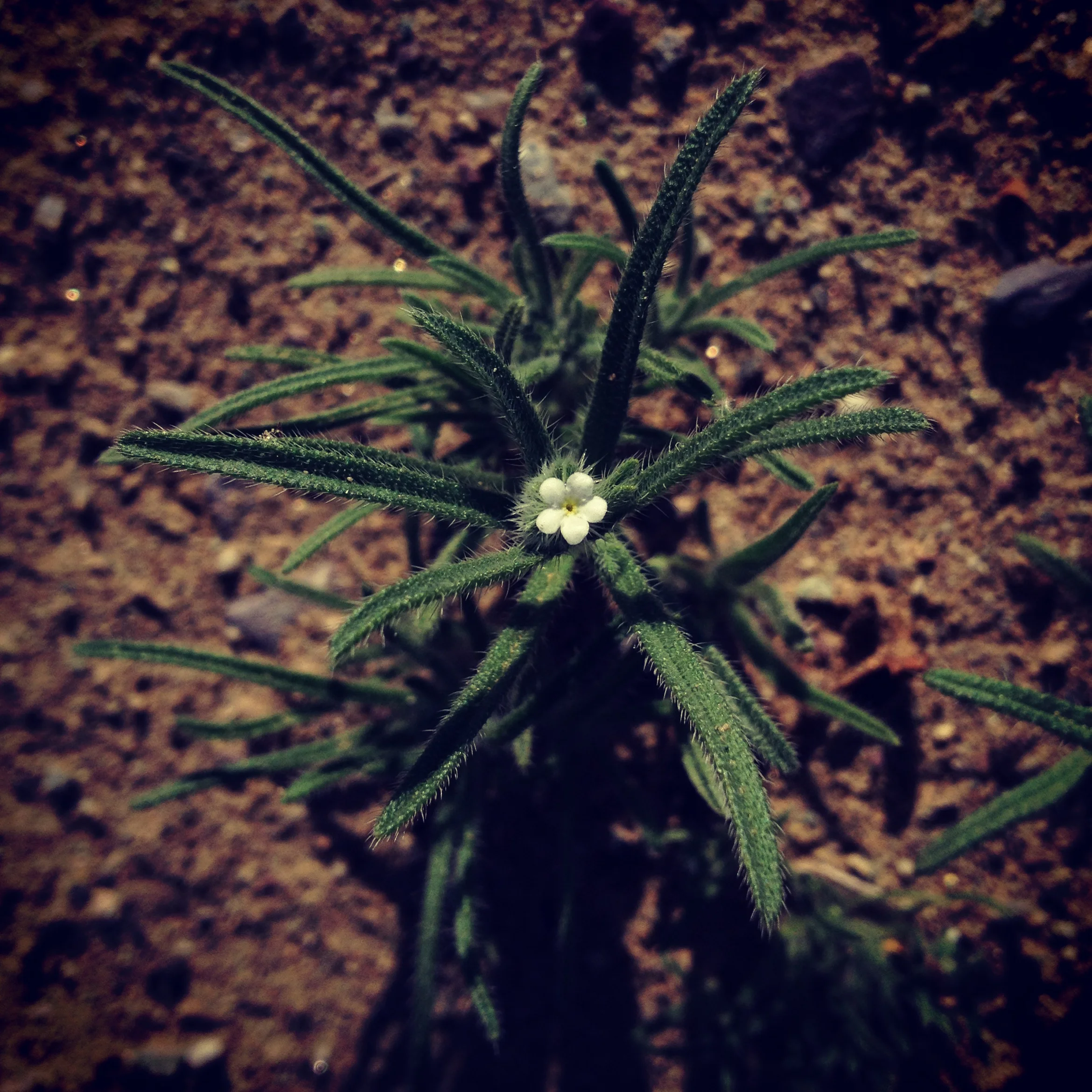  No desert lilies at the sanctuary. Just this tiny guy. 