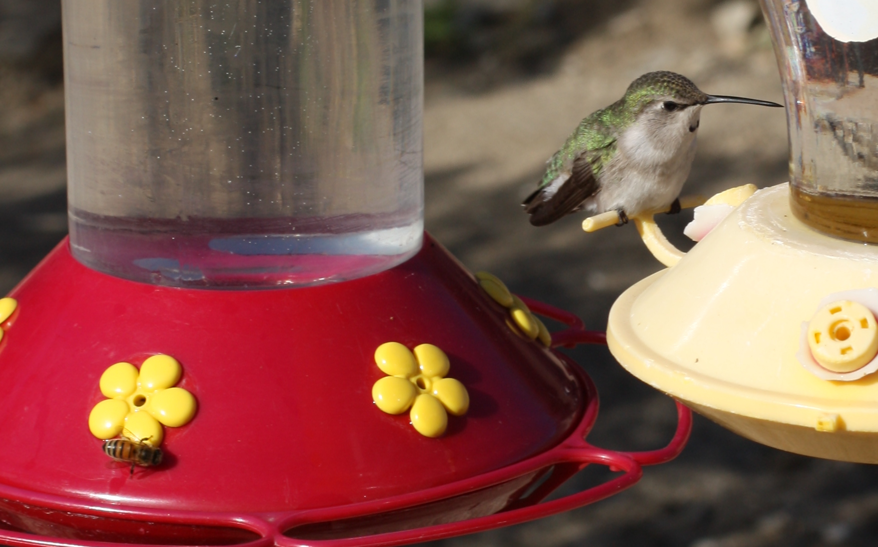 Hummingbirds-001.JPG