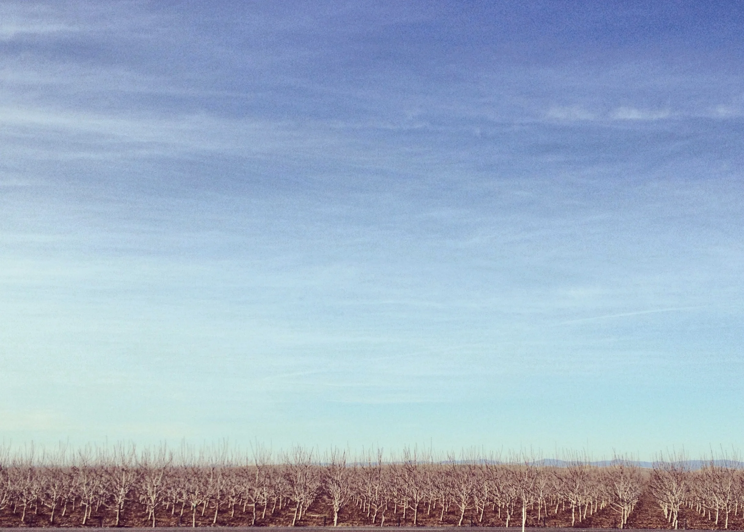 almond fields.JPG