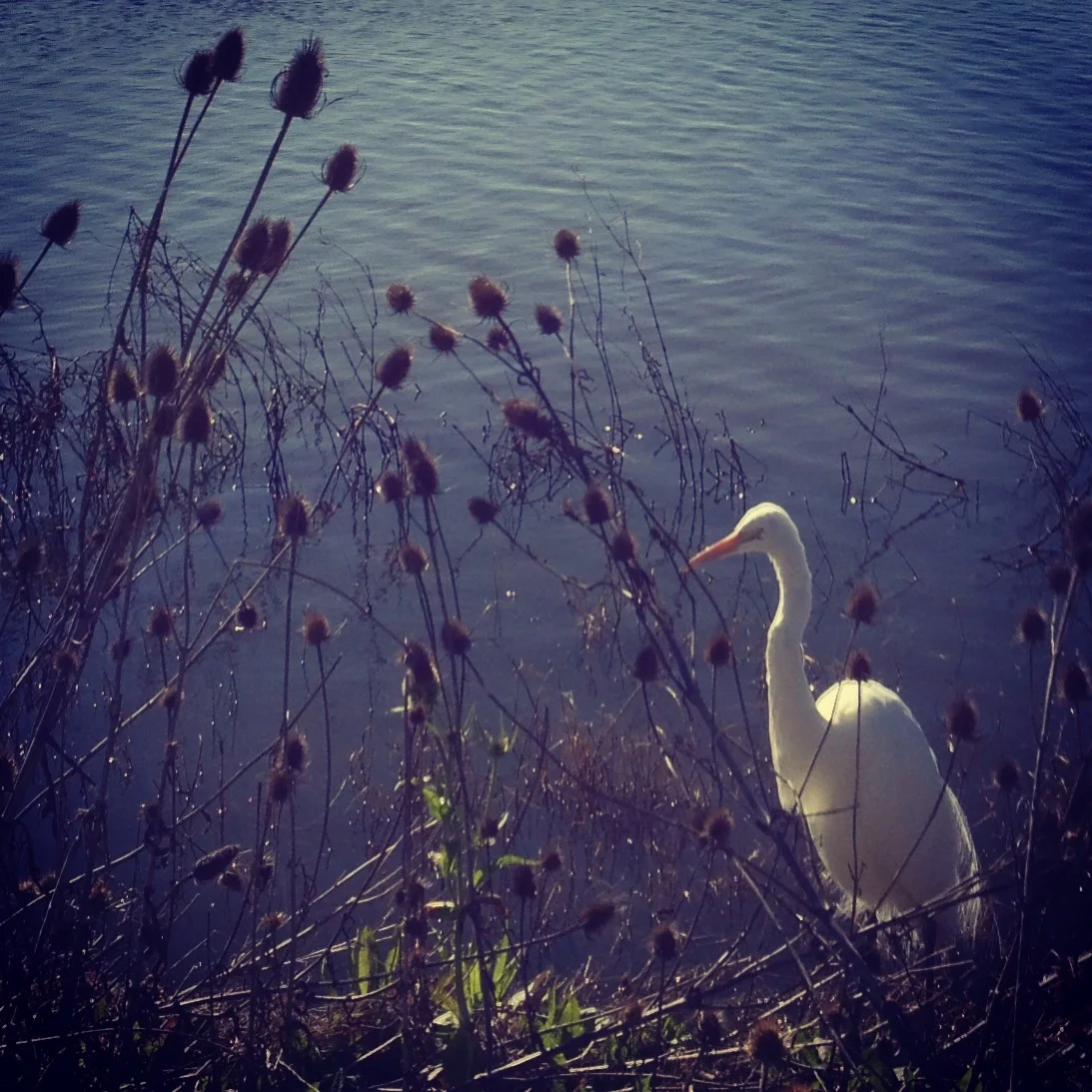  Egret 