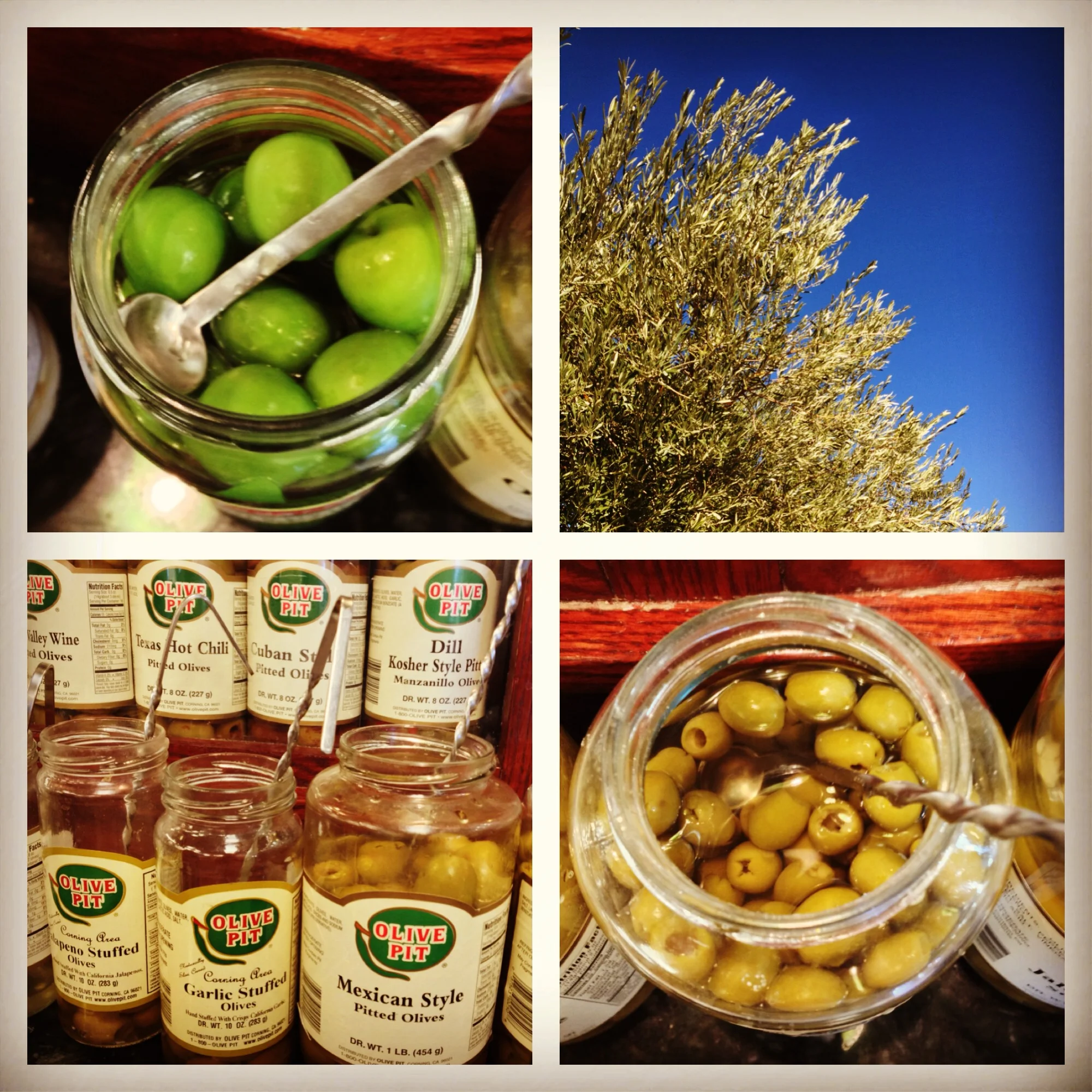  Olive country in Corning, CA 