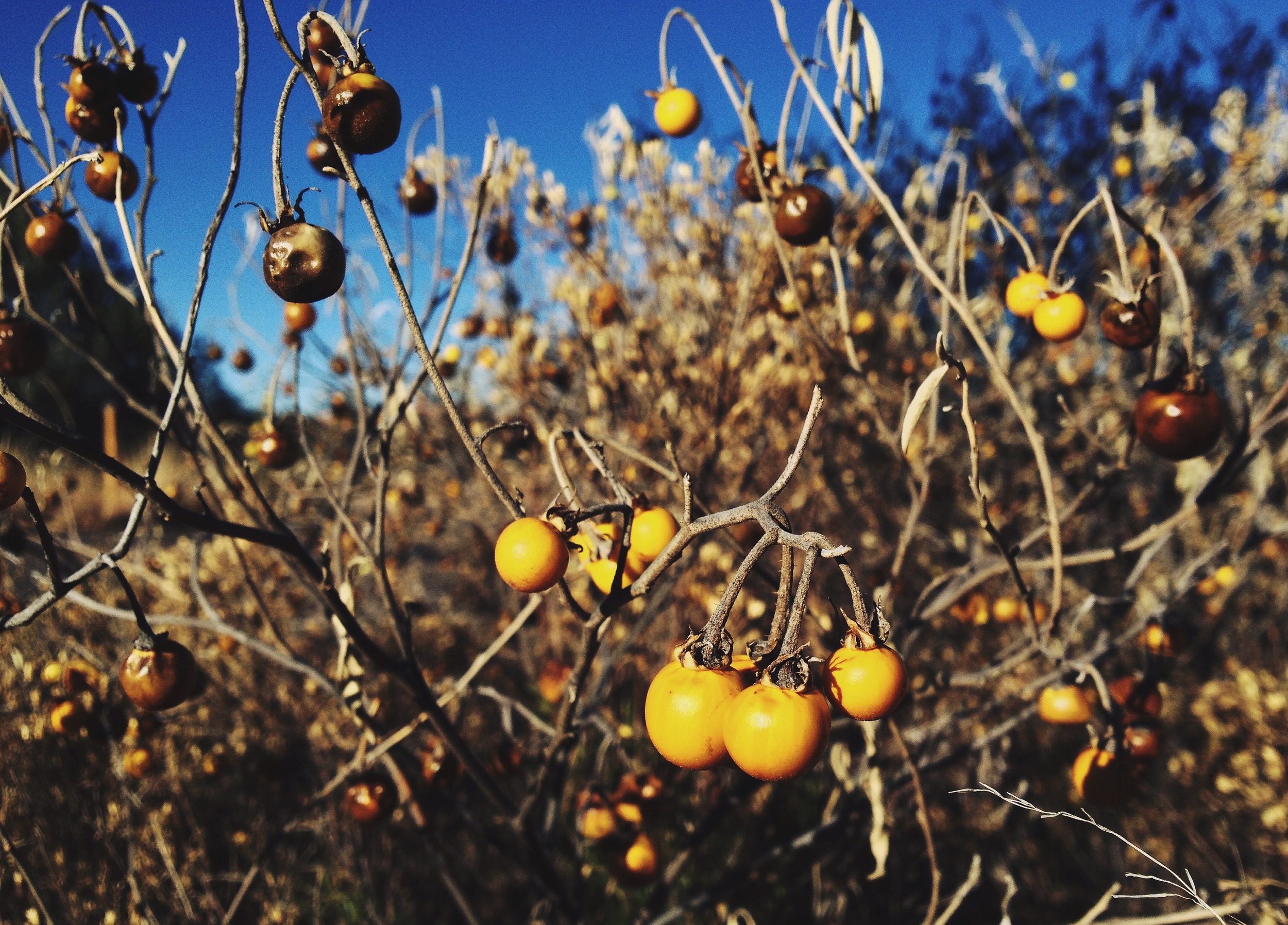  Silverleaf nightshade (Solanum elaeagnifolium) 