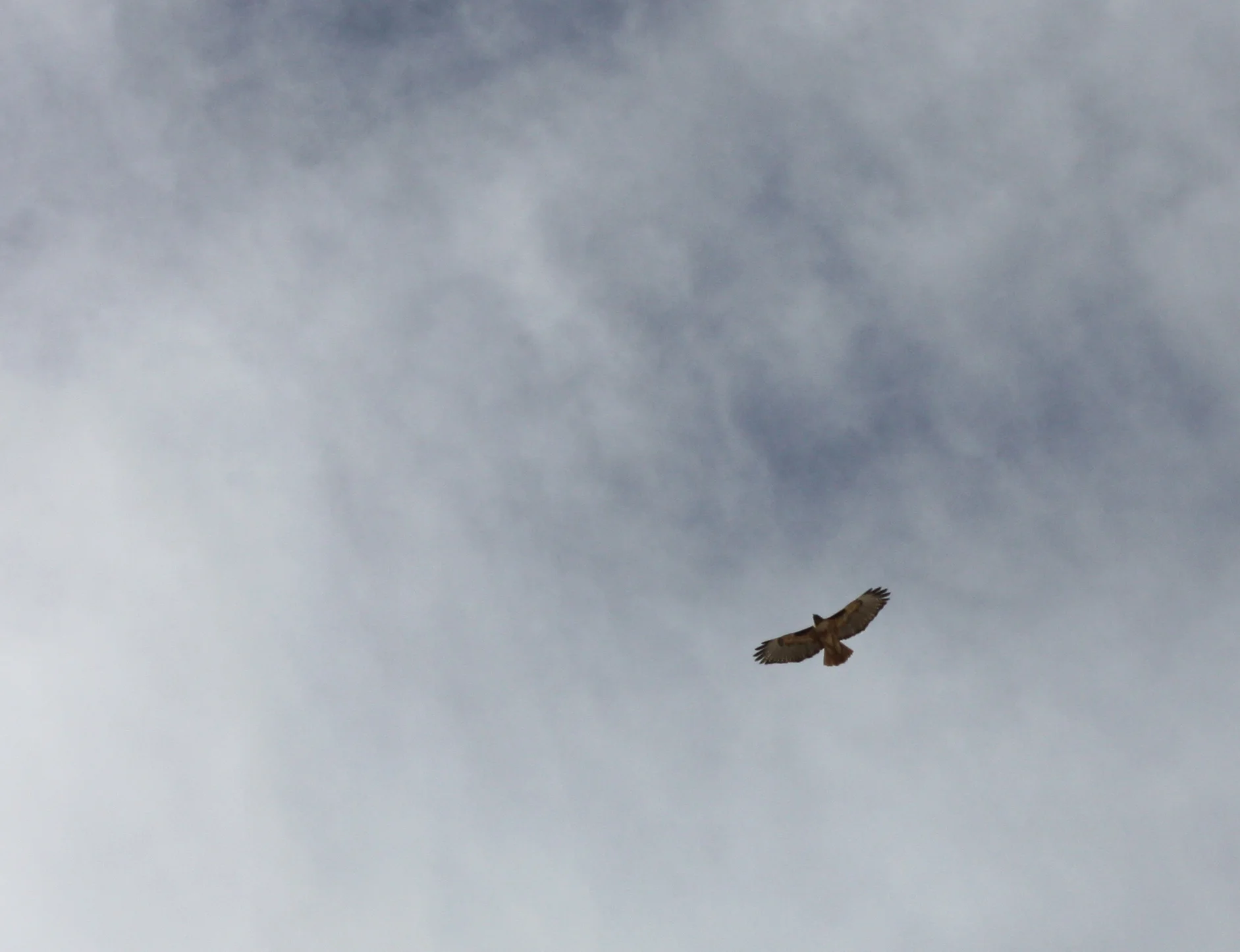 Montezuma Hawks-002.JPG