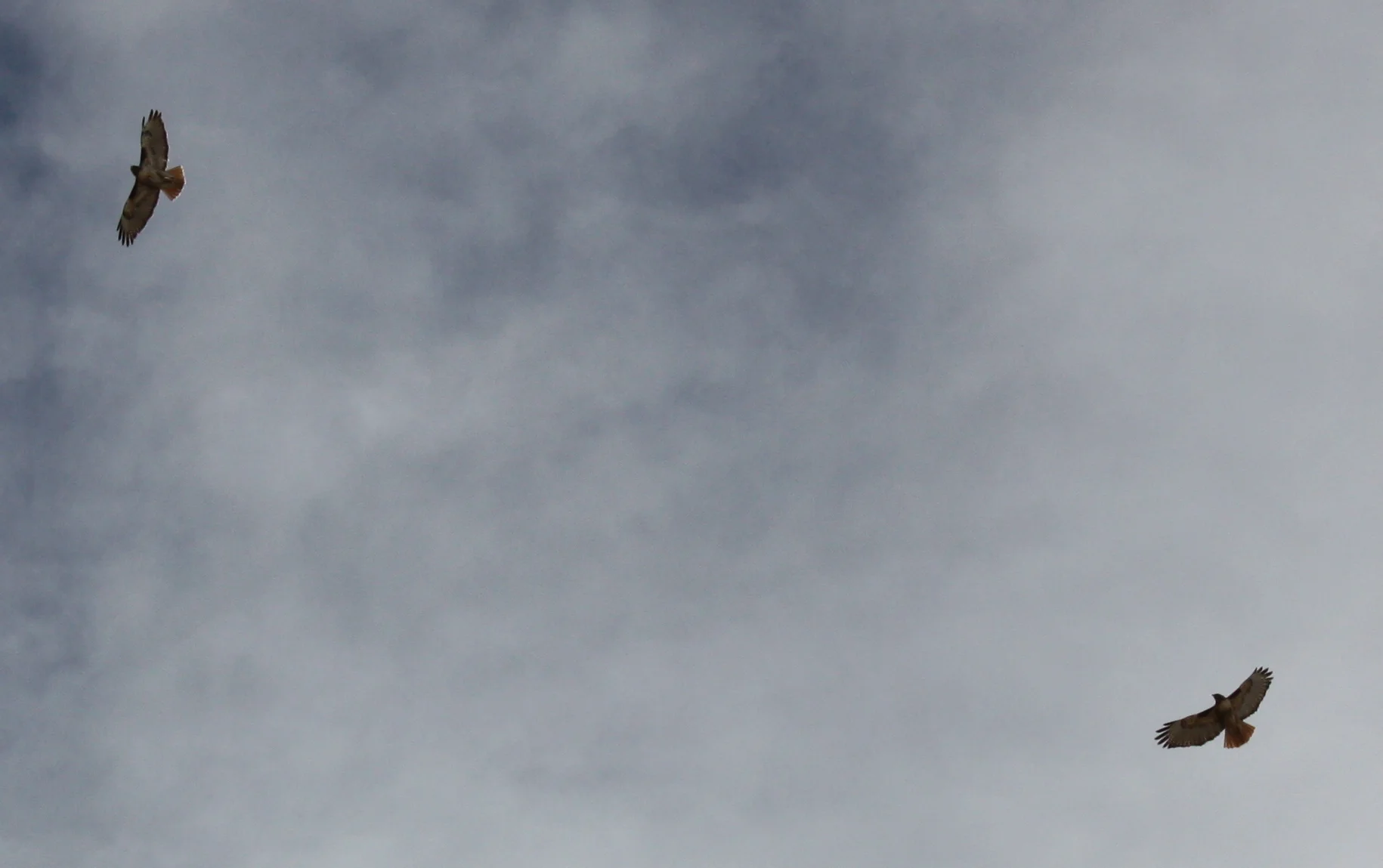 Montezuma Hawks-003.JPG