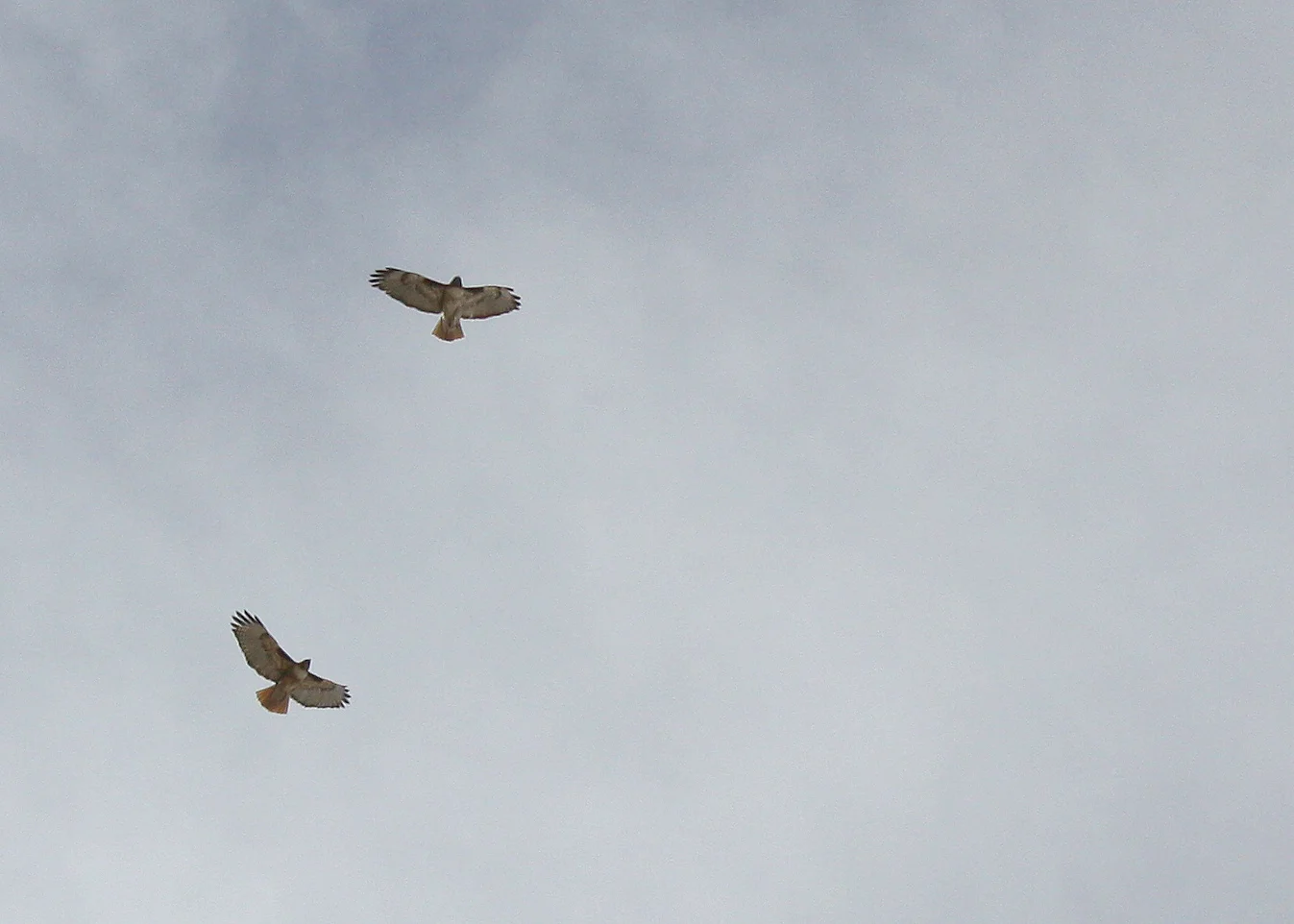 Montezuma Hawks-005.JPG