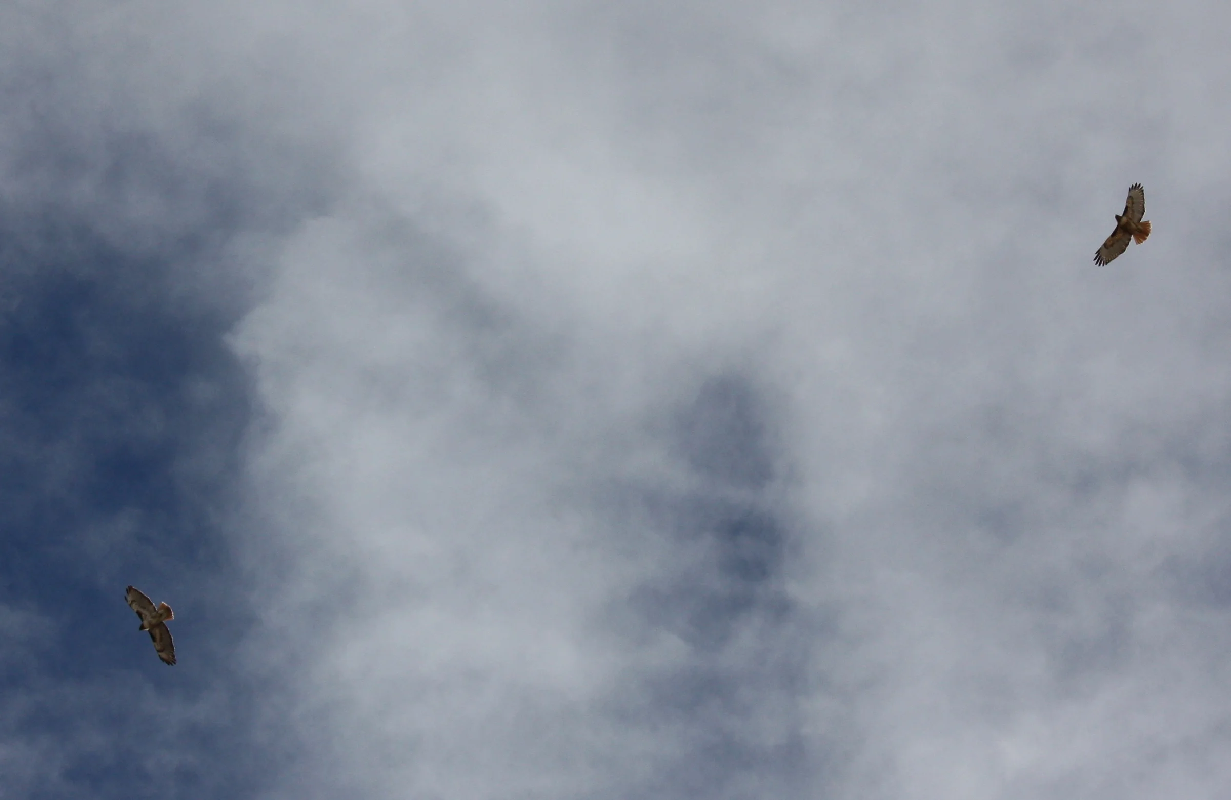 Montezuma Hawks-004.JPG