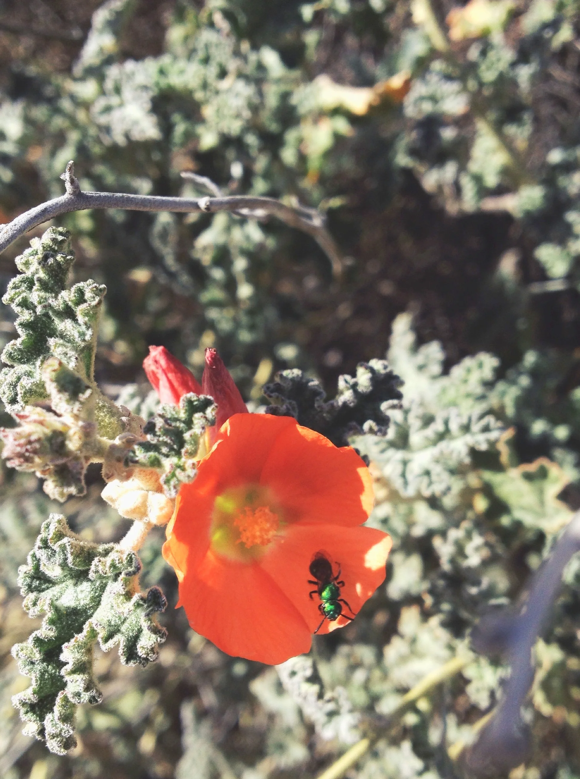  Globemallow 