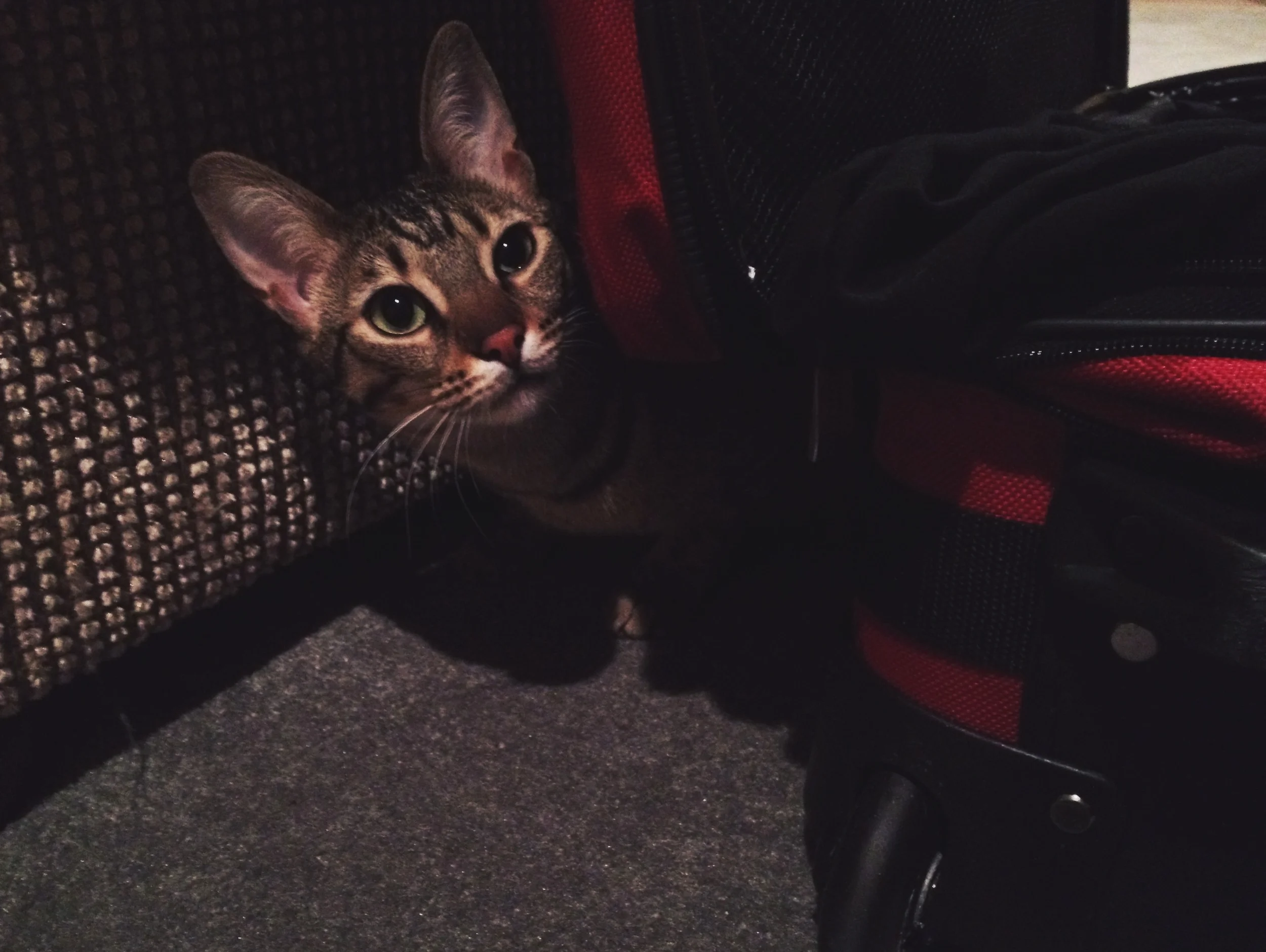  Back to Sedona where our AirBNB came with two friendly and curious Burmese cats. 