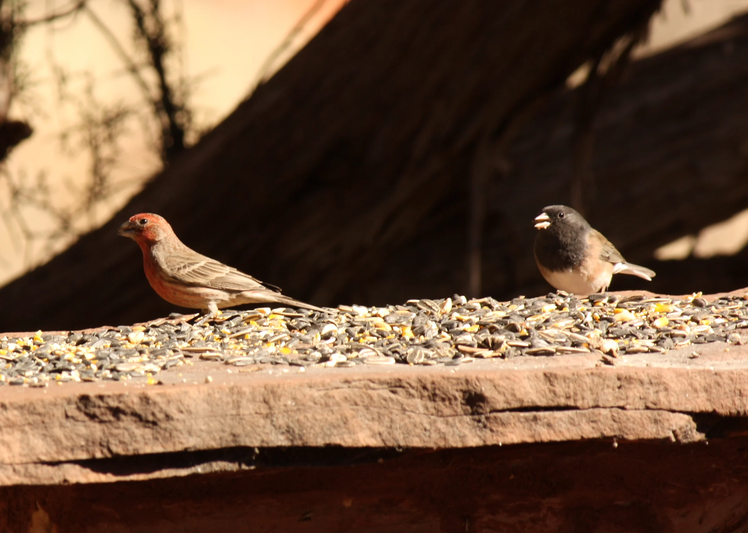  Finch and Junco 