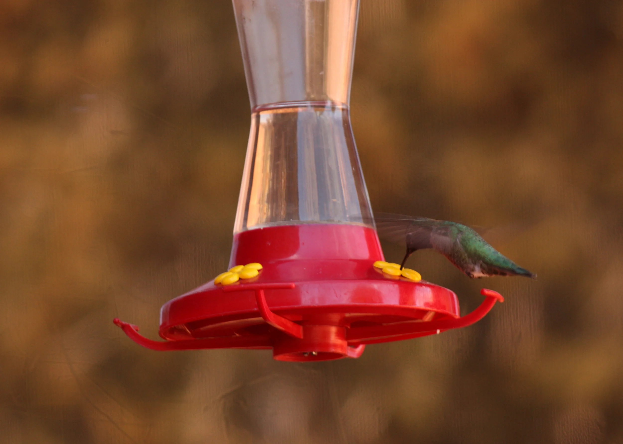  Red Rock State Park for a little birdwatching 
