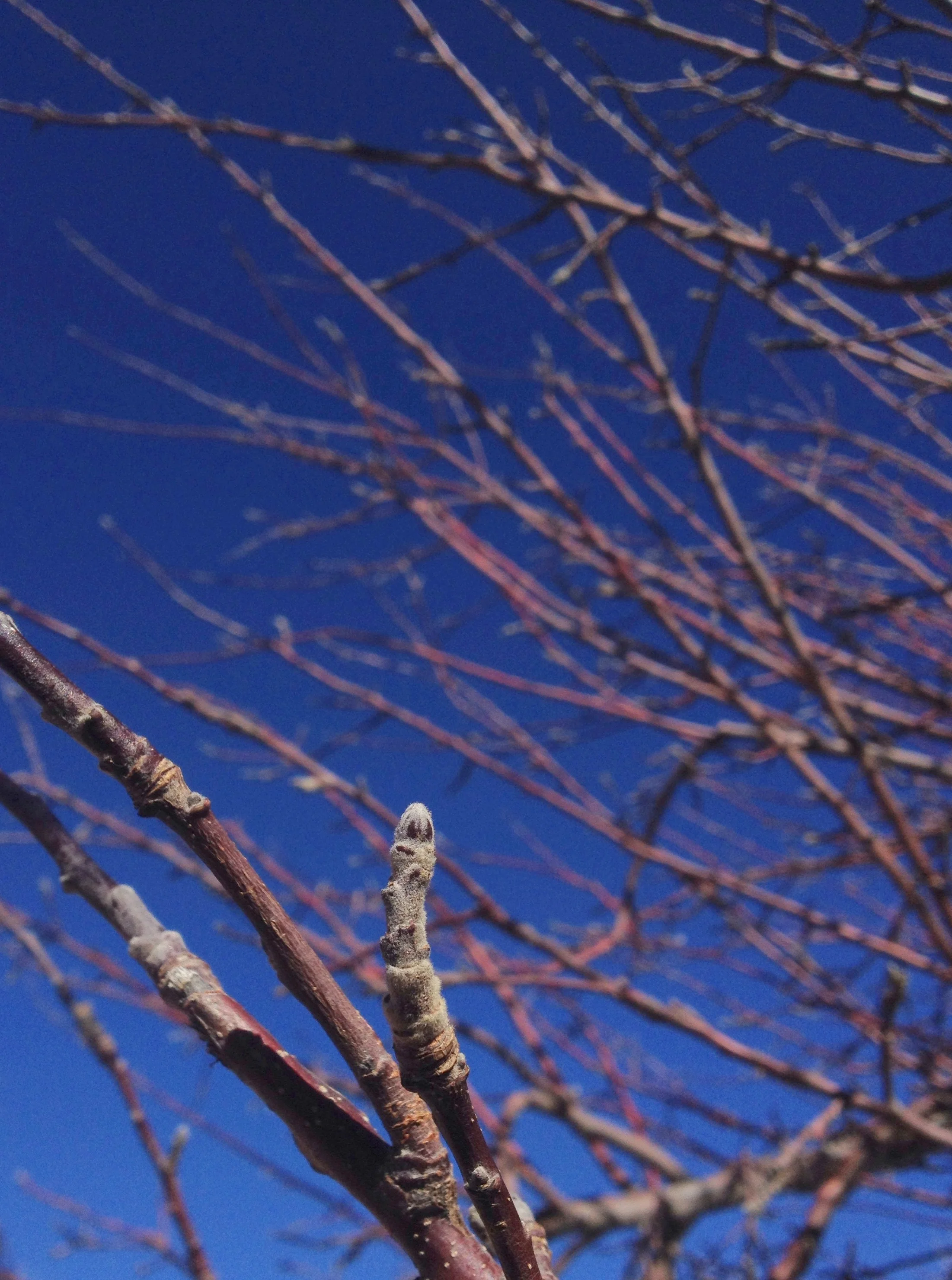  Apple tree at the orchards at Slide Rock 