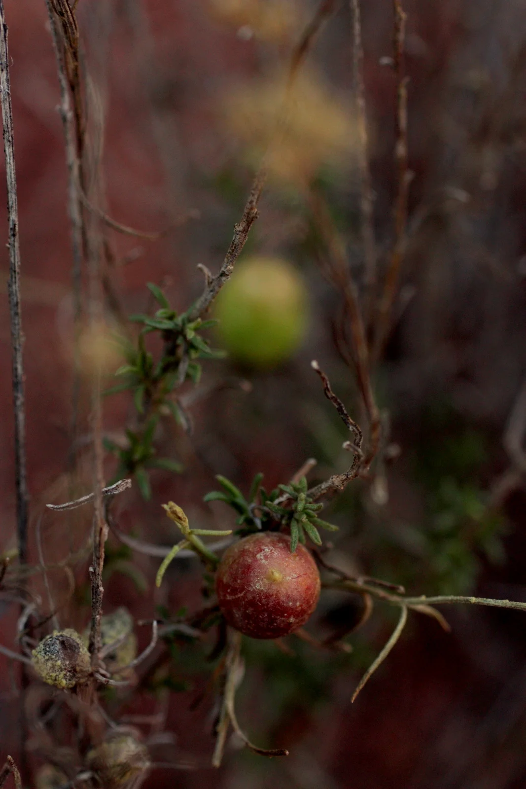  Not sure what these little berries are. There are tons of junipers all over Sedona, this was a teeny mini-plant close to the ground. Do baby trees create fruit? 