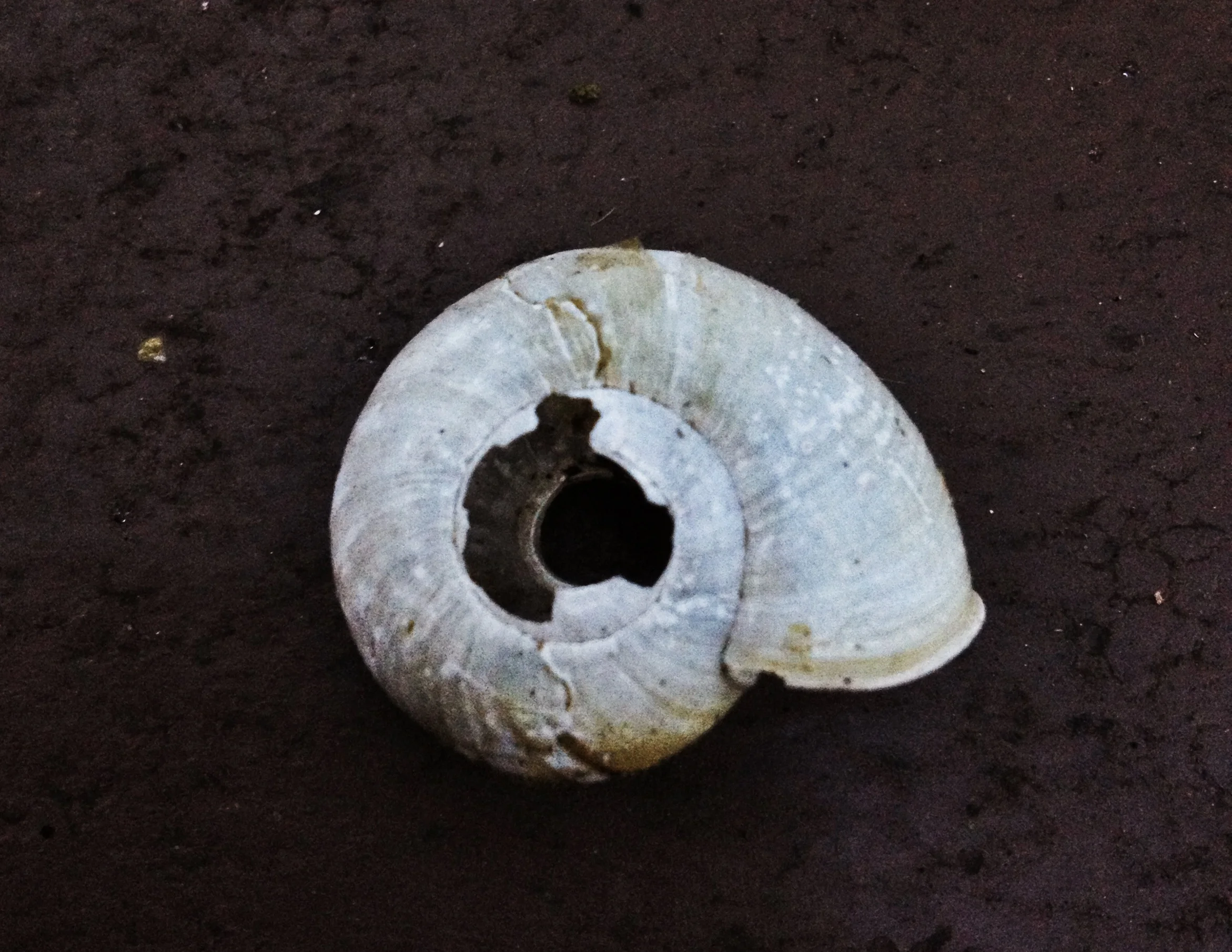 Snail Shell.JPG