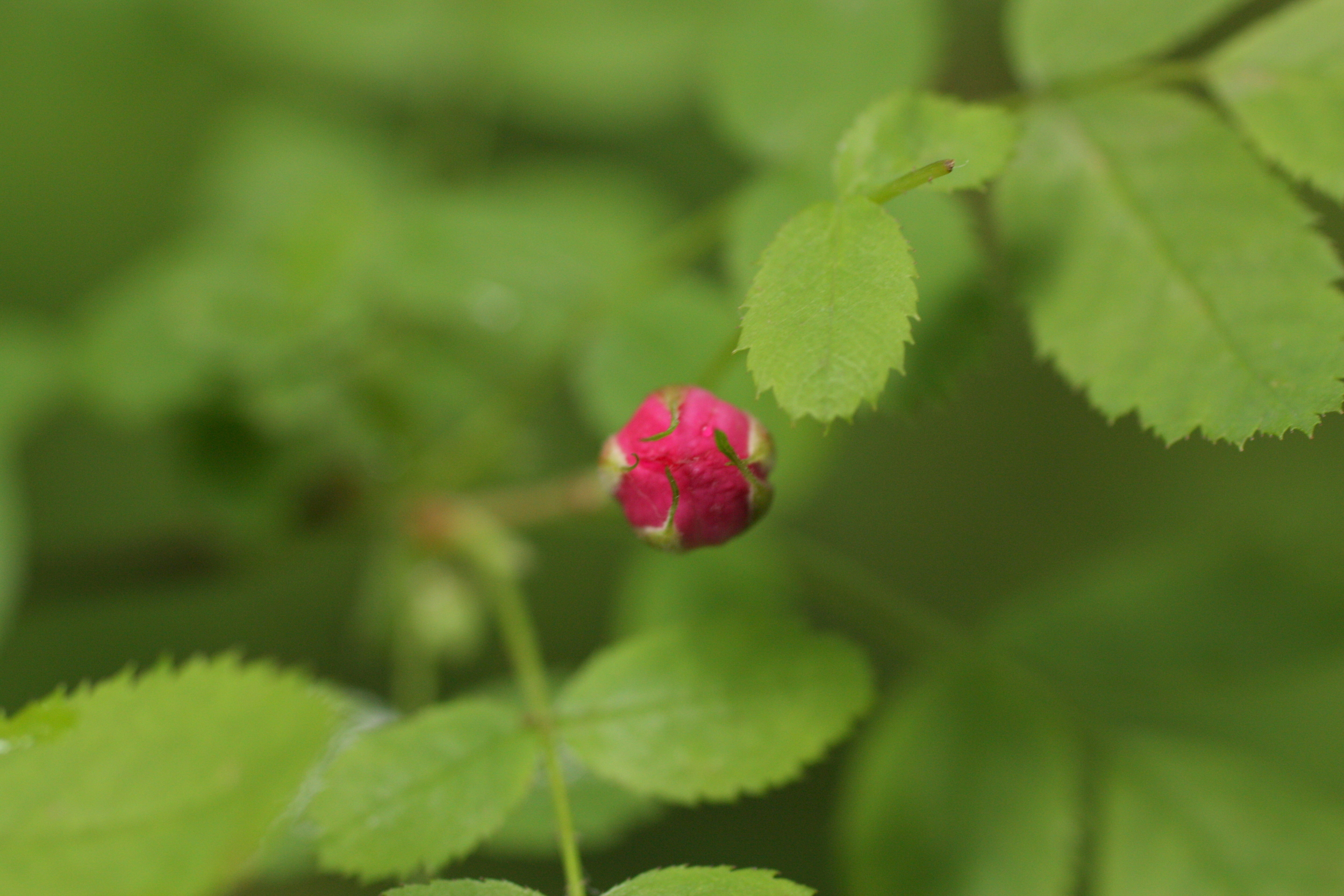 Wild rose-001.JPG