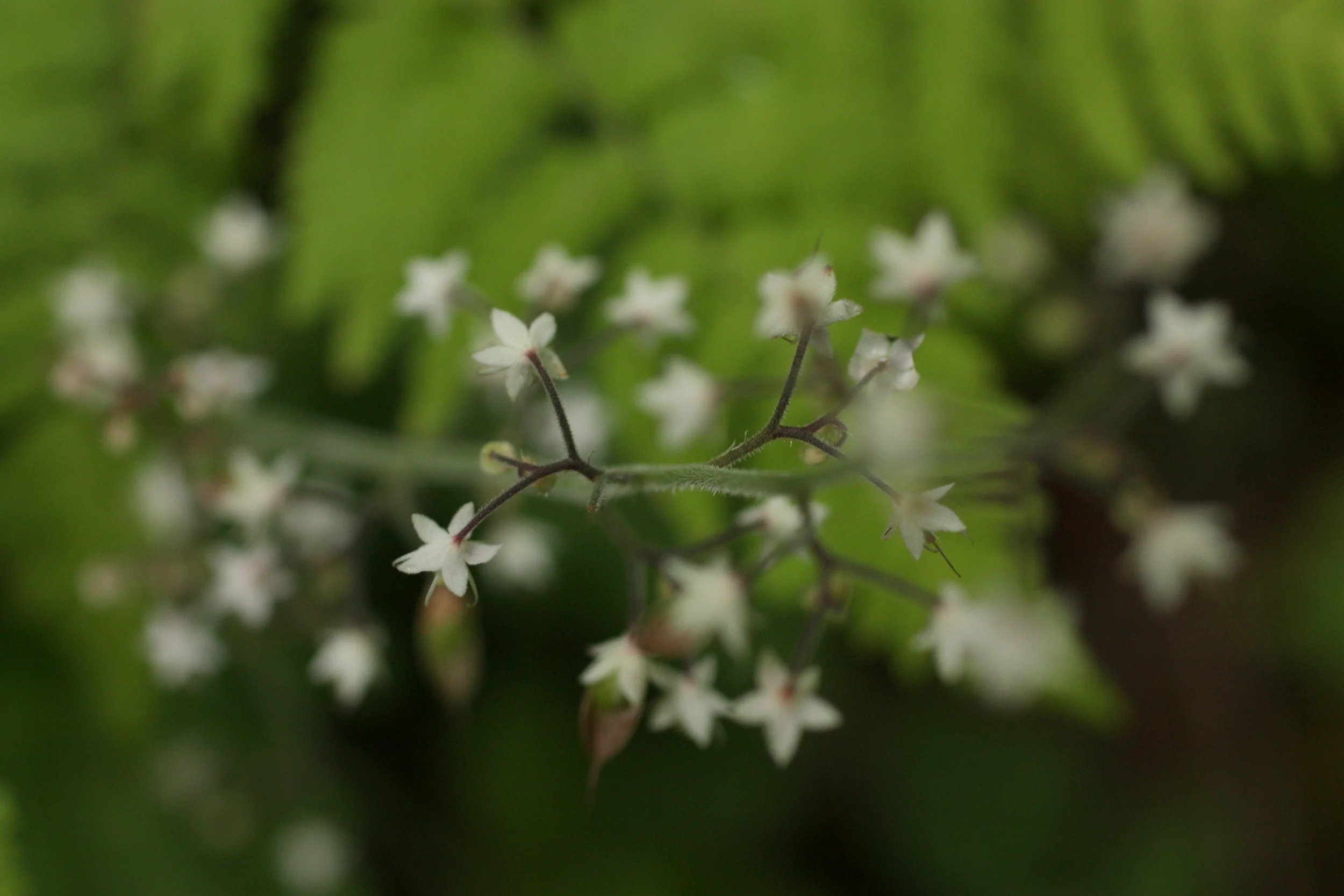  Foamflower (Tiarella trifoliata) 