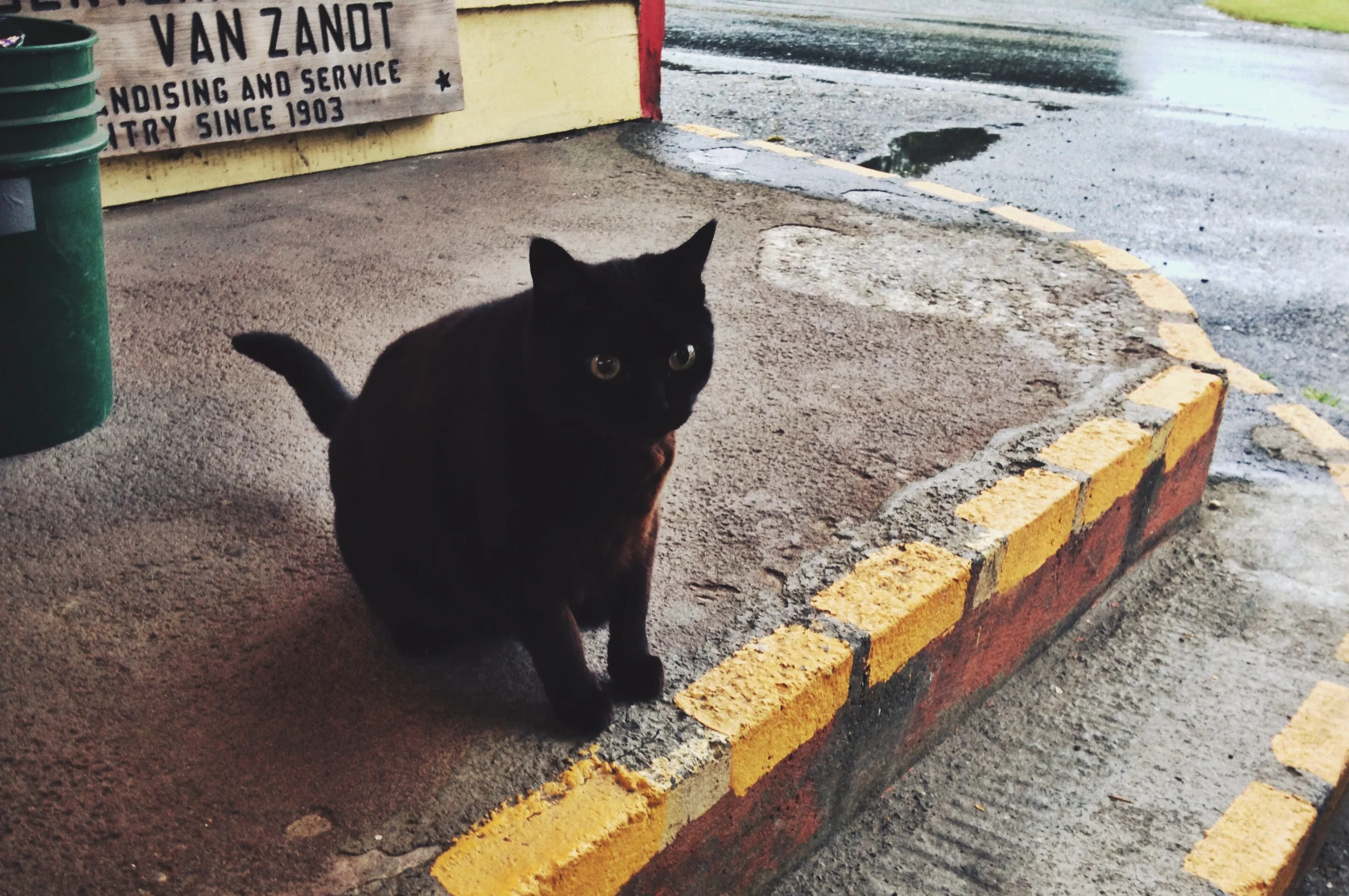  Shop cat at Everybody's Store in Van Zandt. 
