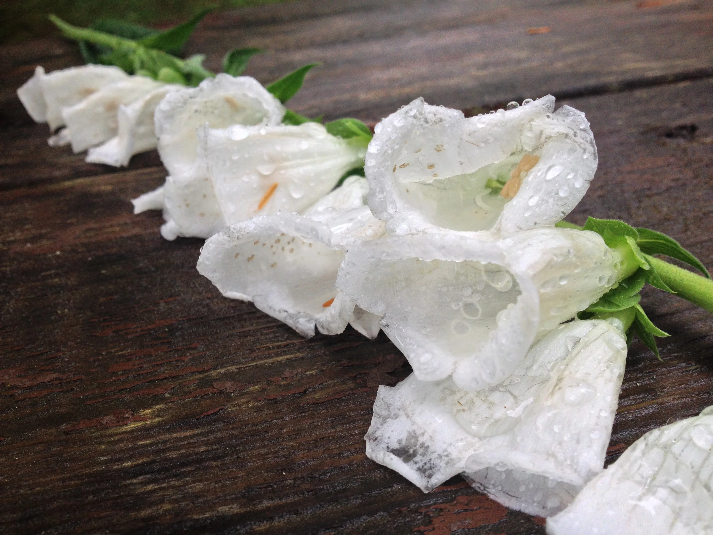  I was too focused on putting up the tarp to get any pictures of the tarp but we were successful in creating a rain-free tent for both nights of this visit. My friend Lucia's Flickr has some of the tarp and rain action&nbsp; here  and  here . 