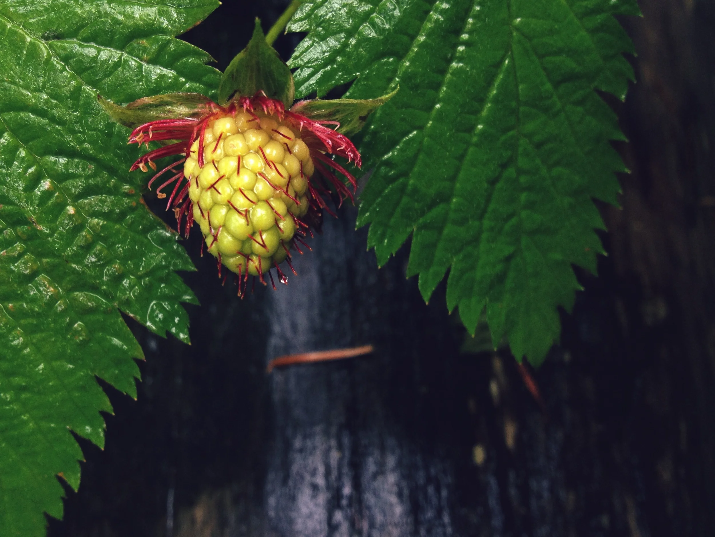  Salmonberry 