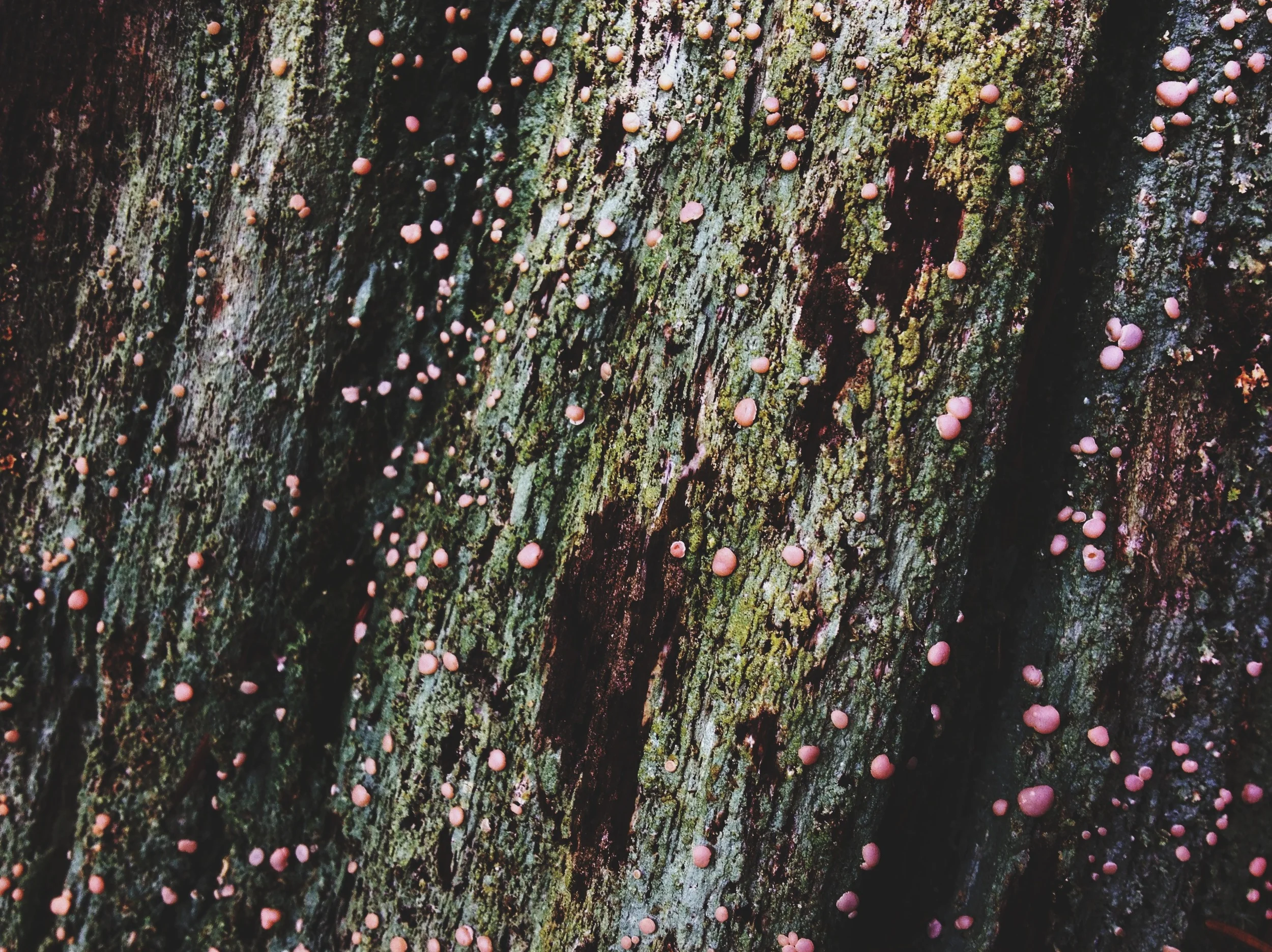  Some kind of lichen or fungus? 