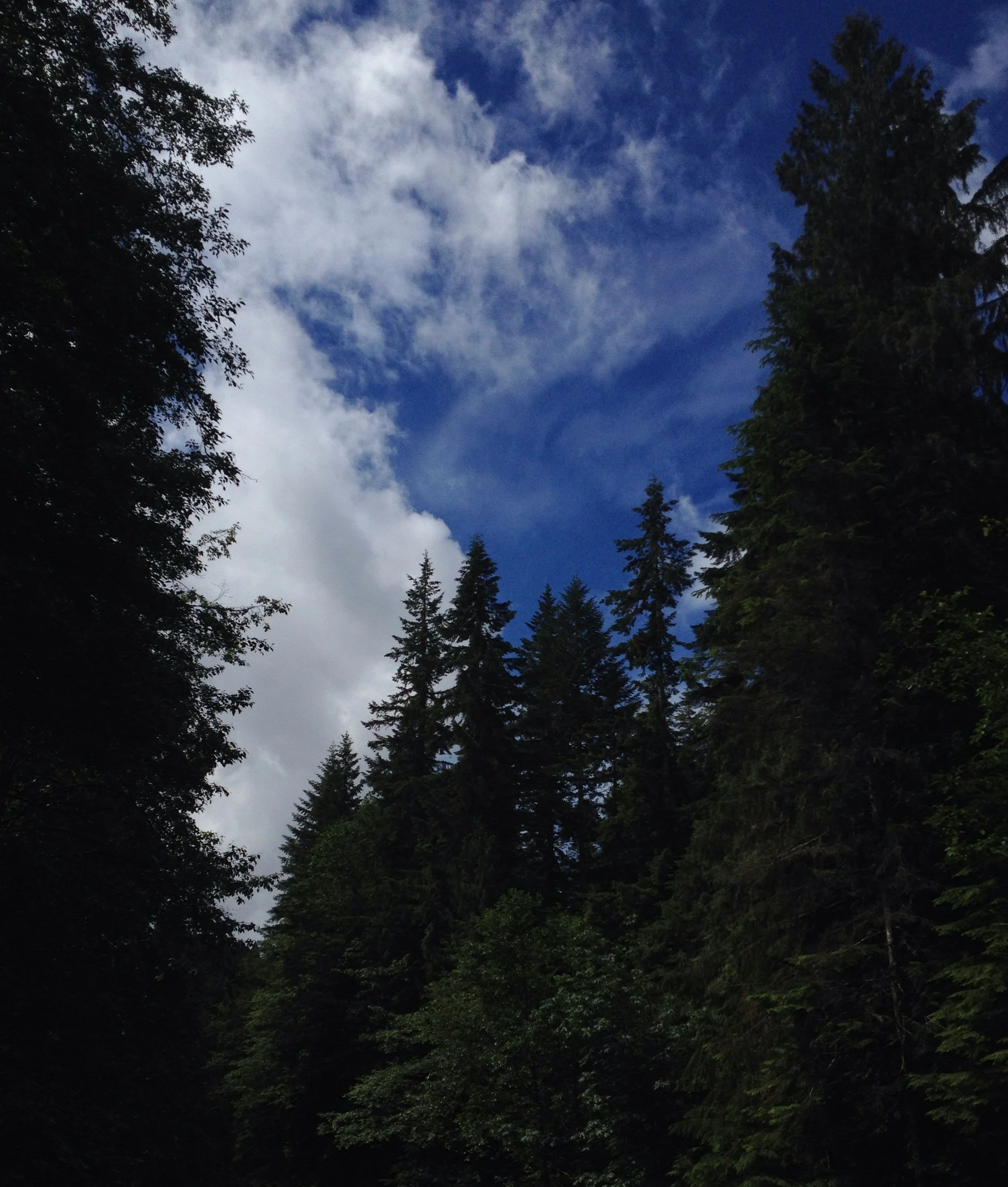  The next day was pretty rainy as we drove to a hike, but fortunately we did have clear skies by the time we were ready to start. 
