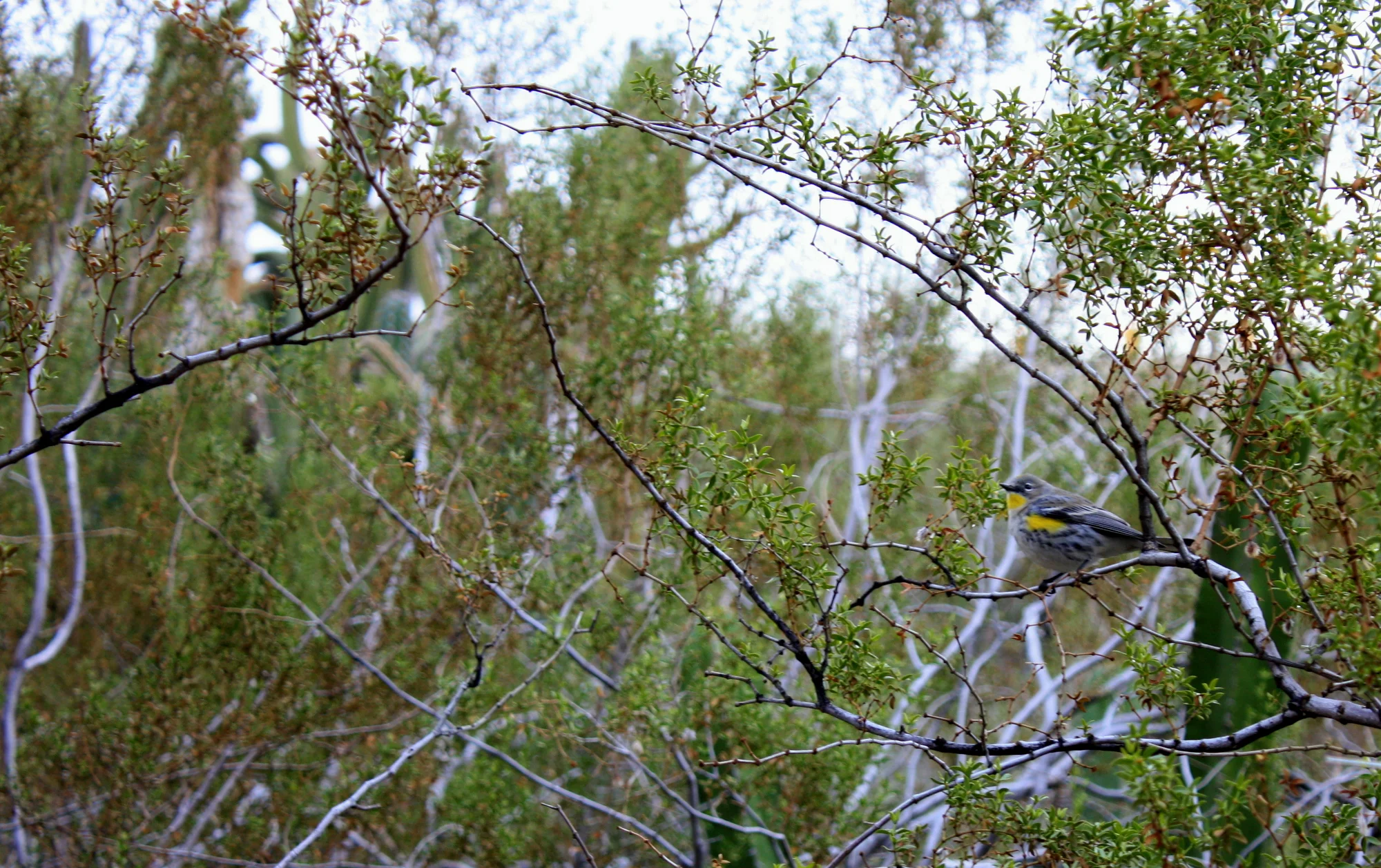  Yellow-rumped warbler, I think 