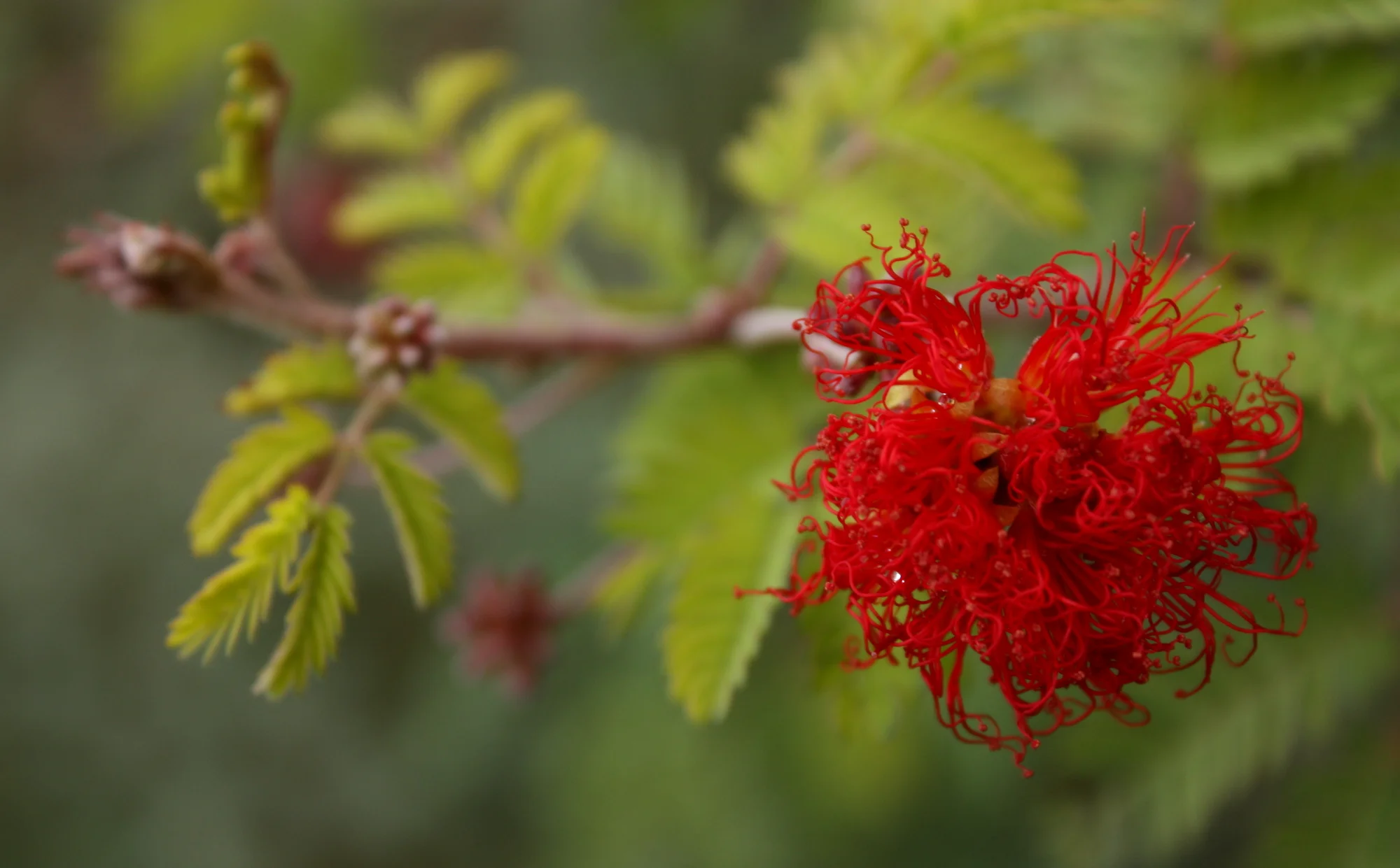  Fairy Duster close-up (Calliandra eriophylla) 
