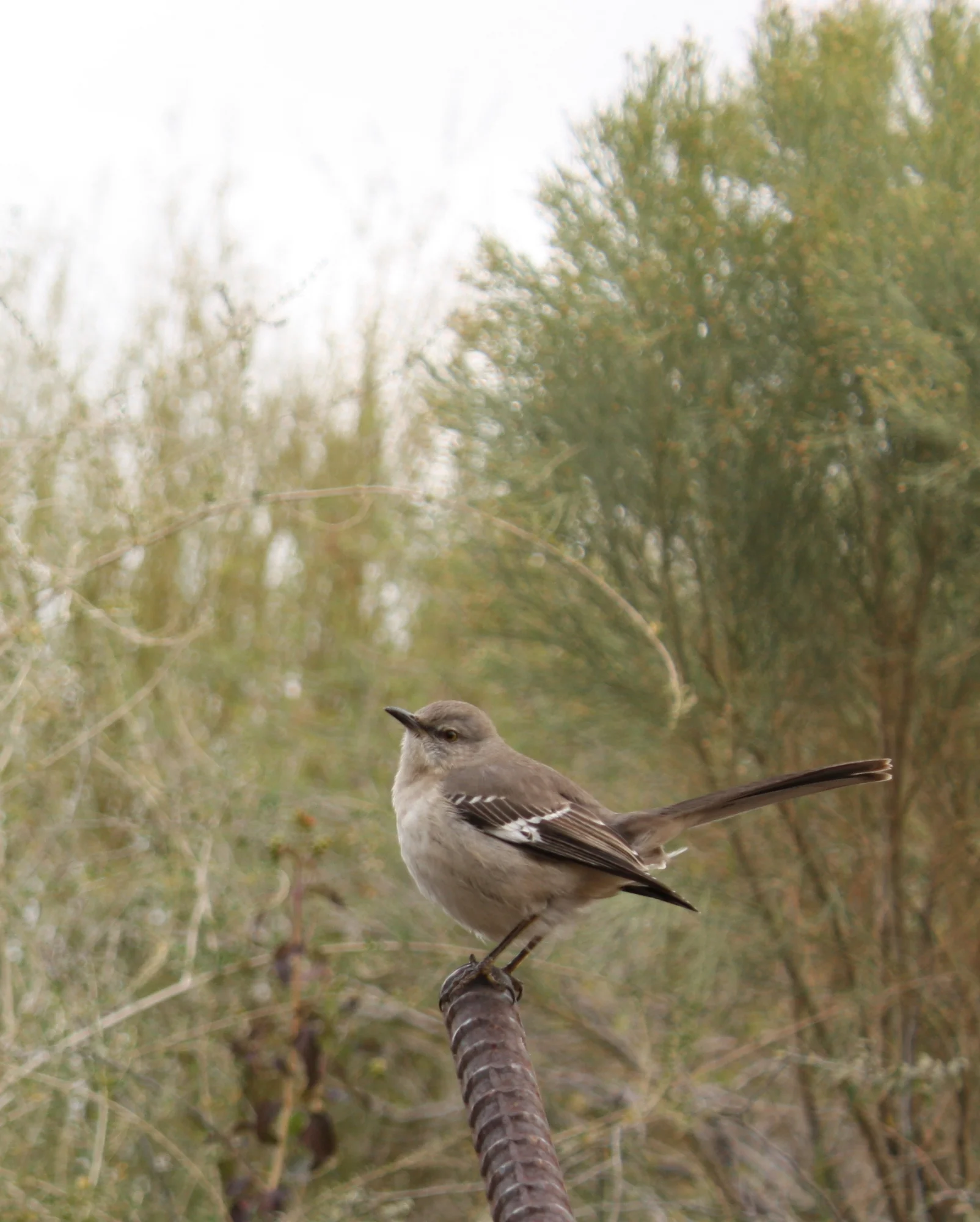  I'm not entirely sure, but I think this is a very fat northern mockingbird. 