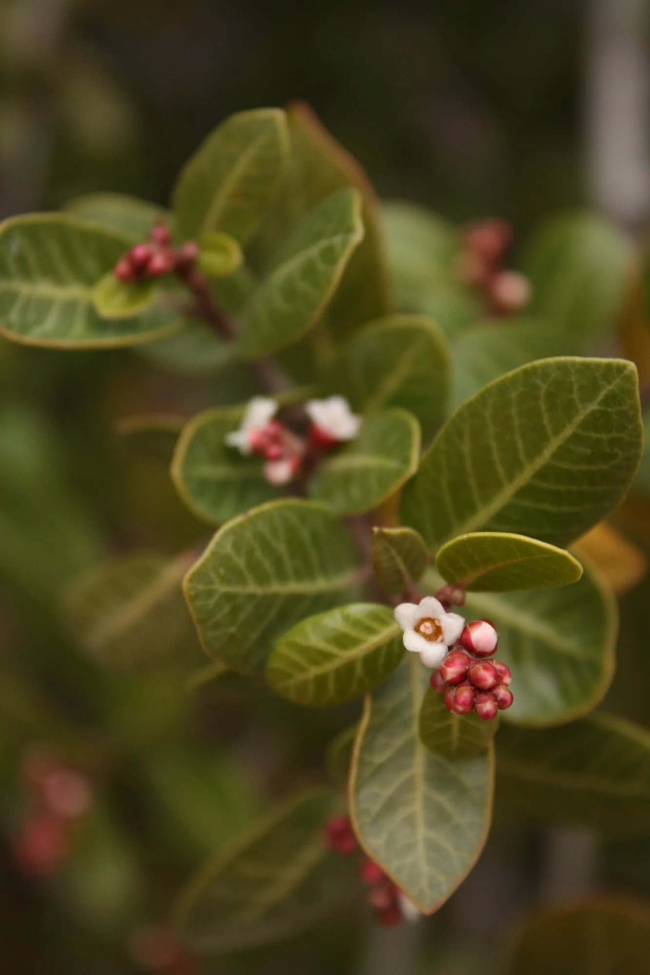  Sumac (Rhus kearneyi) 