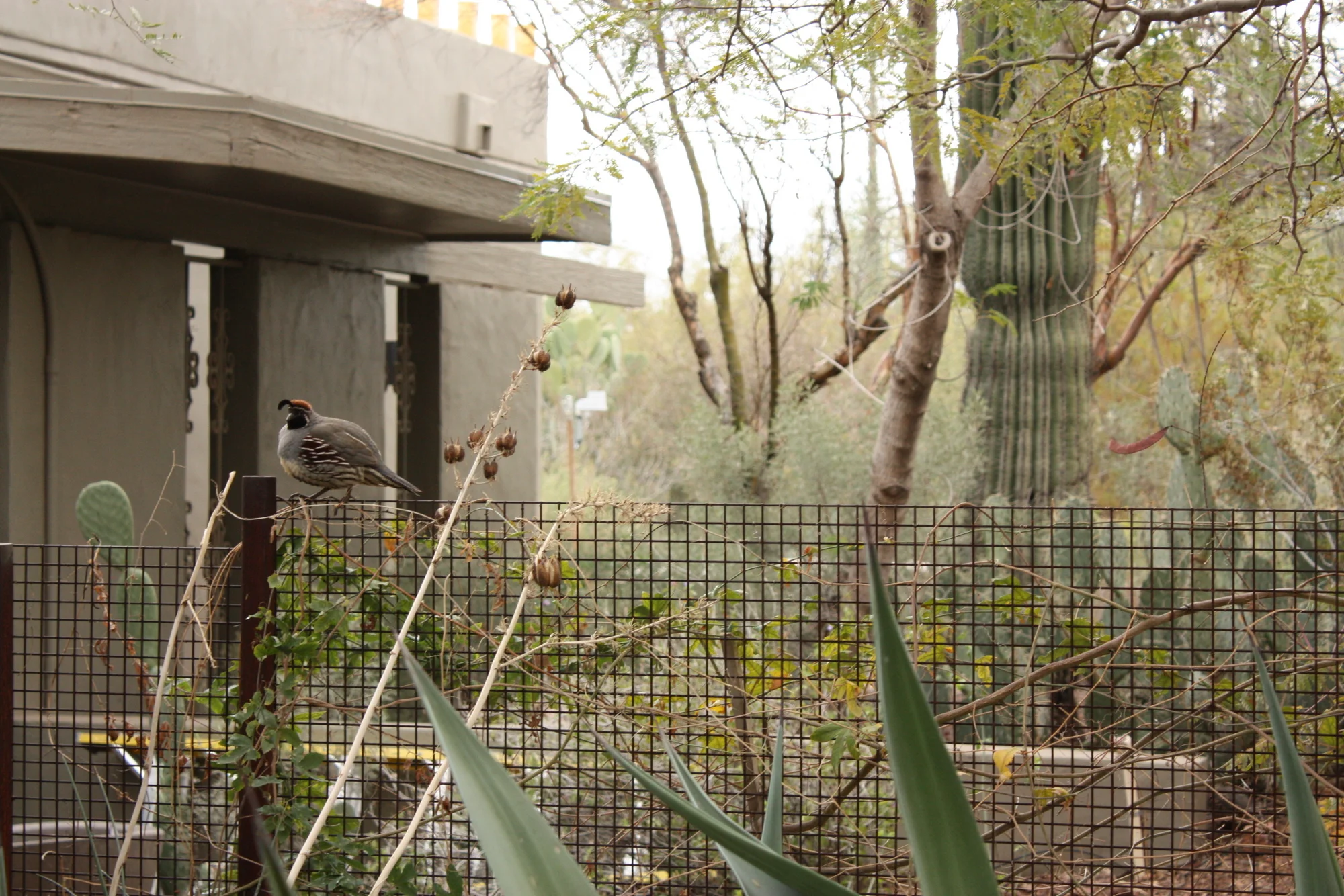  This guy got up on this fence and it seemed like he wasn't quite sure how to get back down. 